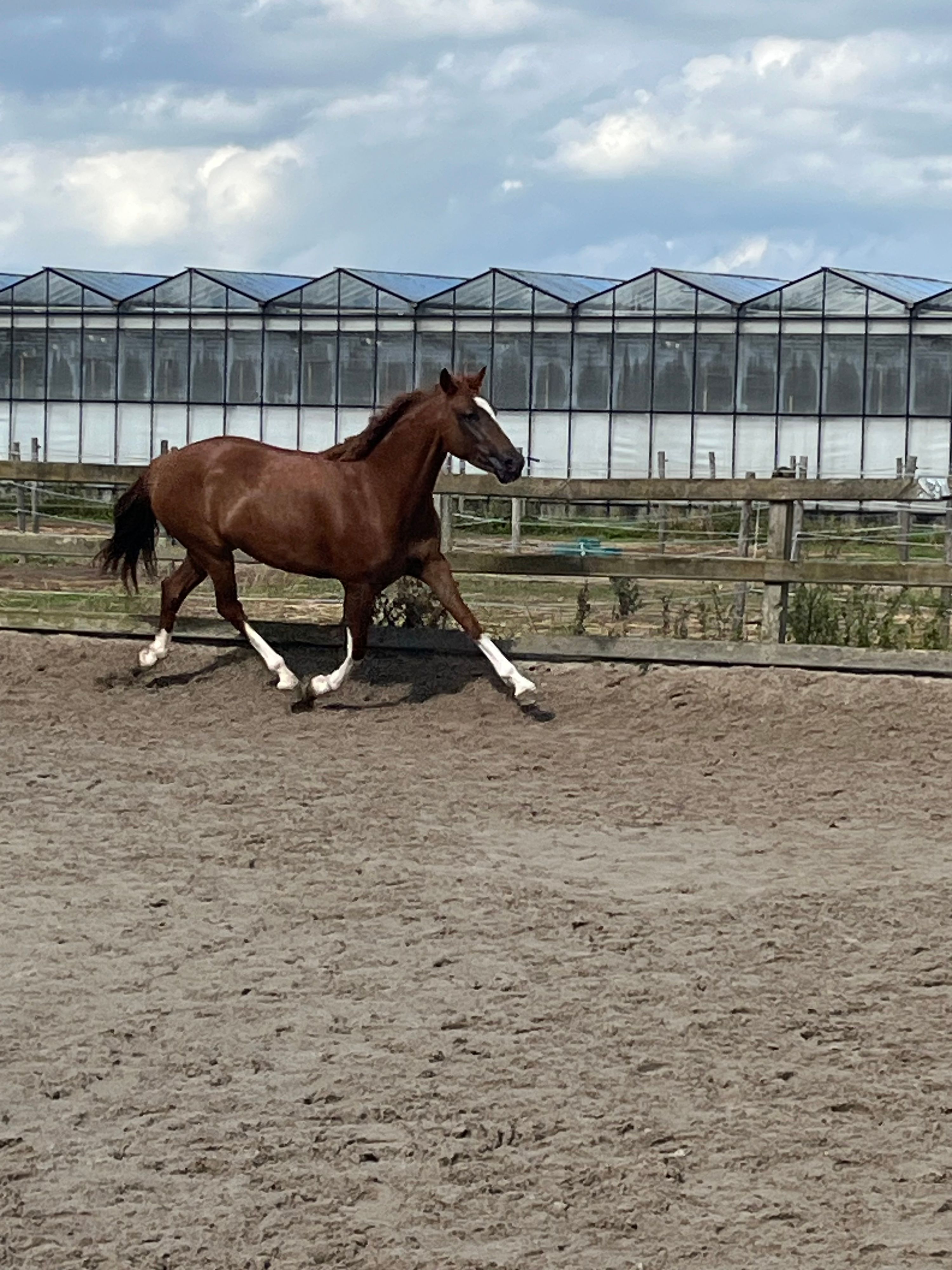 hackney recreatie-pony merrie 4 år vos till salu - Foto 5