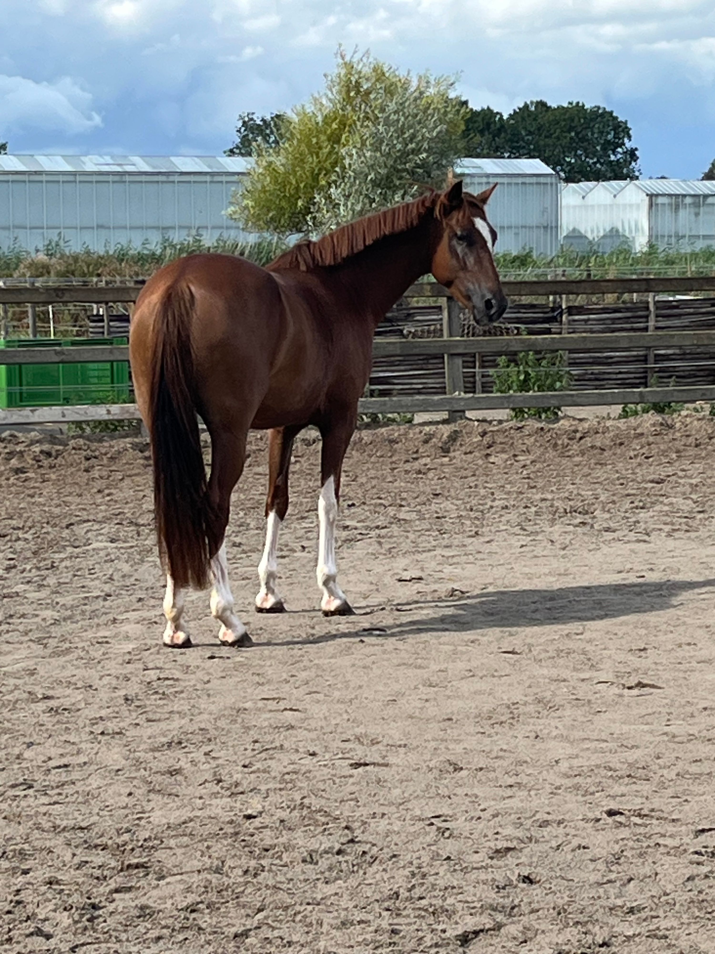 hackney recreatie-pony merrie 4 år vos till salu - Foto 4