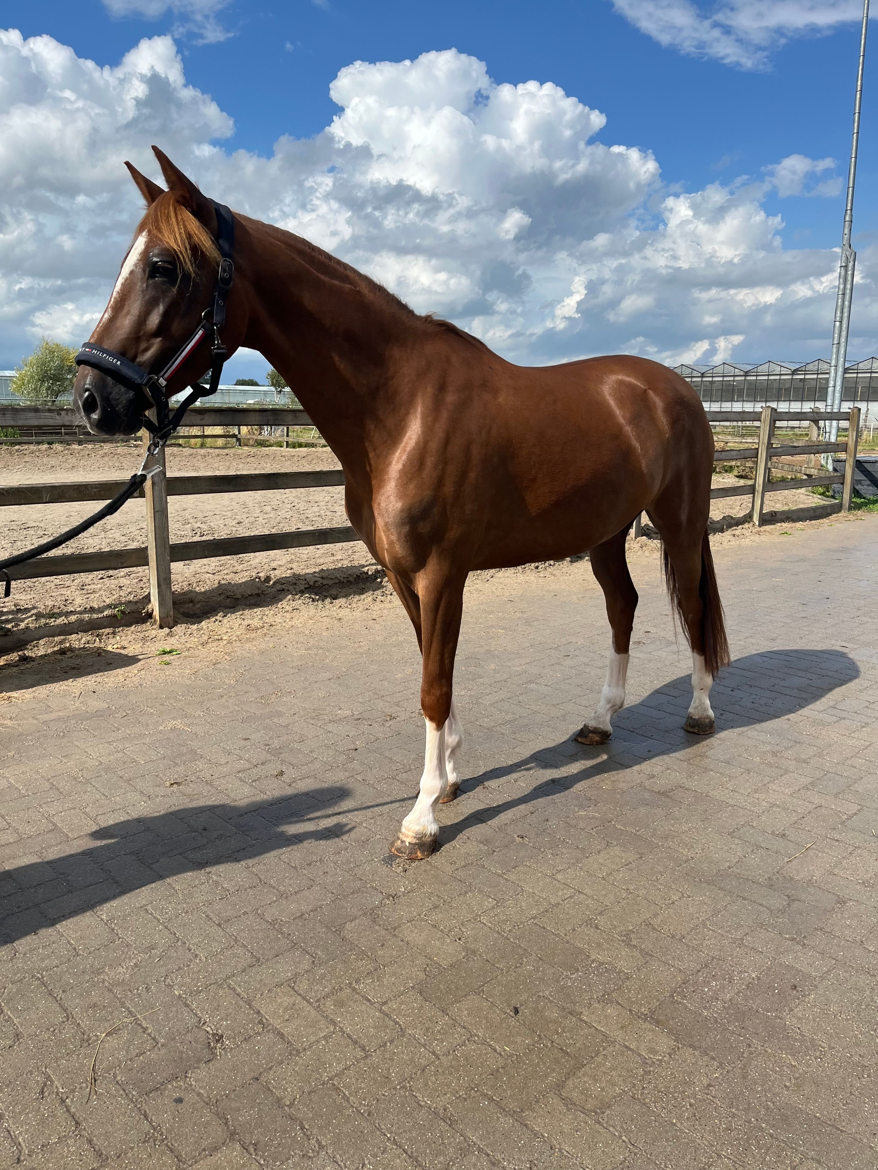 hackney recreatie-pony merrie 4 år vos till salu - Foto 3