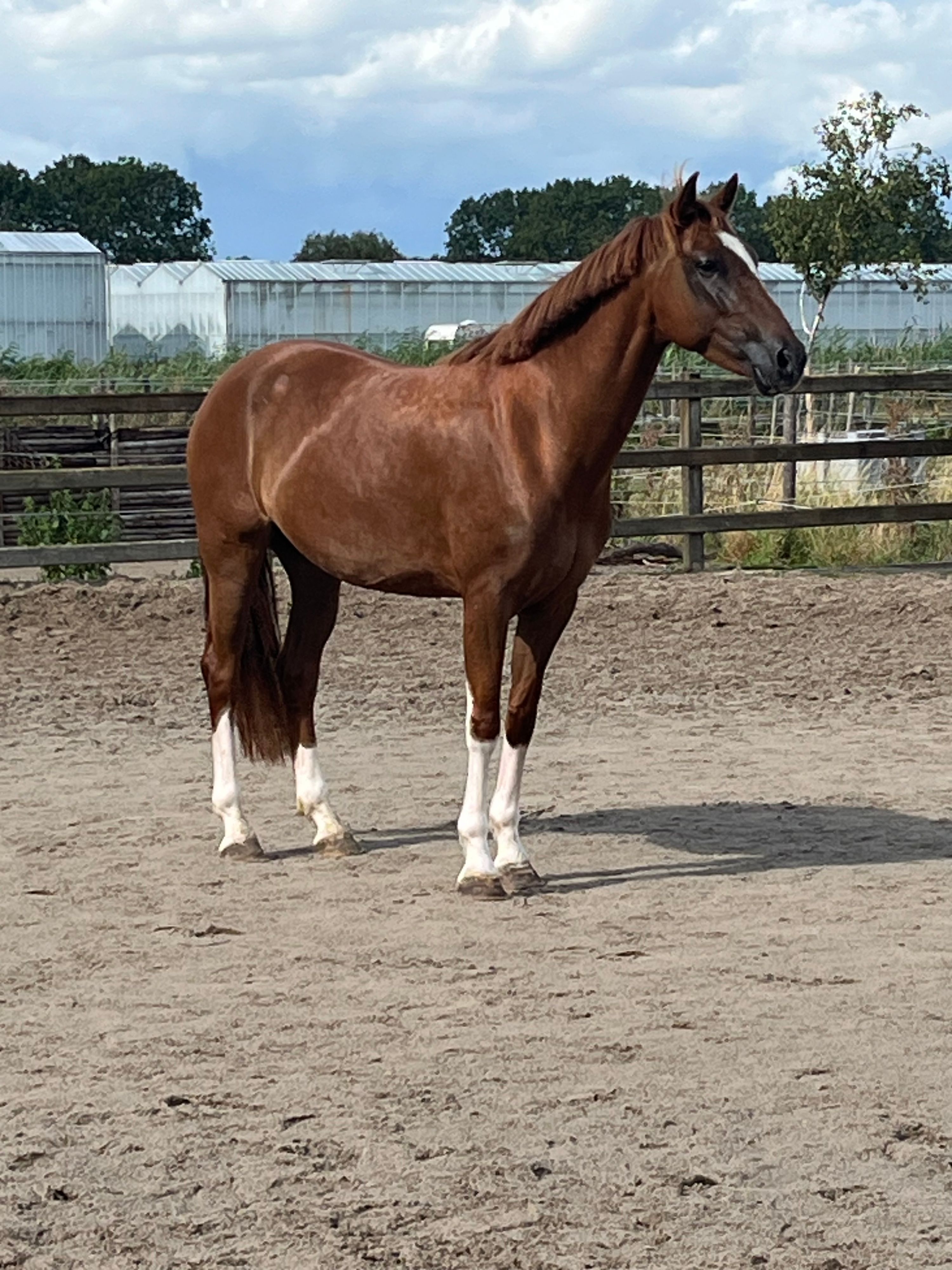 hackney recreatie-pony merrie 4 år vos till salu - Foto 6
