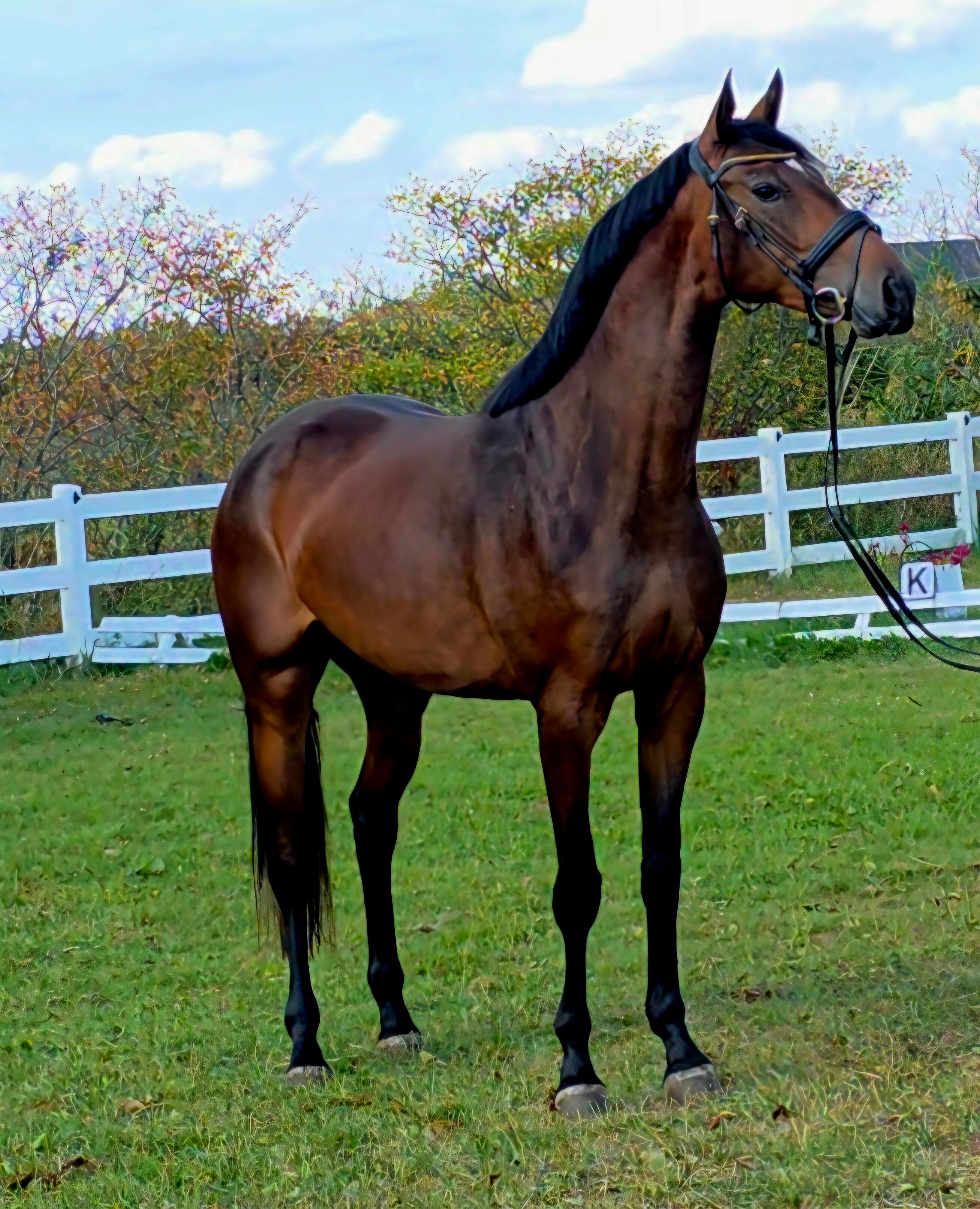 kwpn dressuurpaard merrie 3 سنوات bruin للبيع - صورة 2
