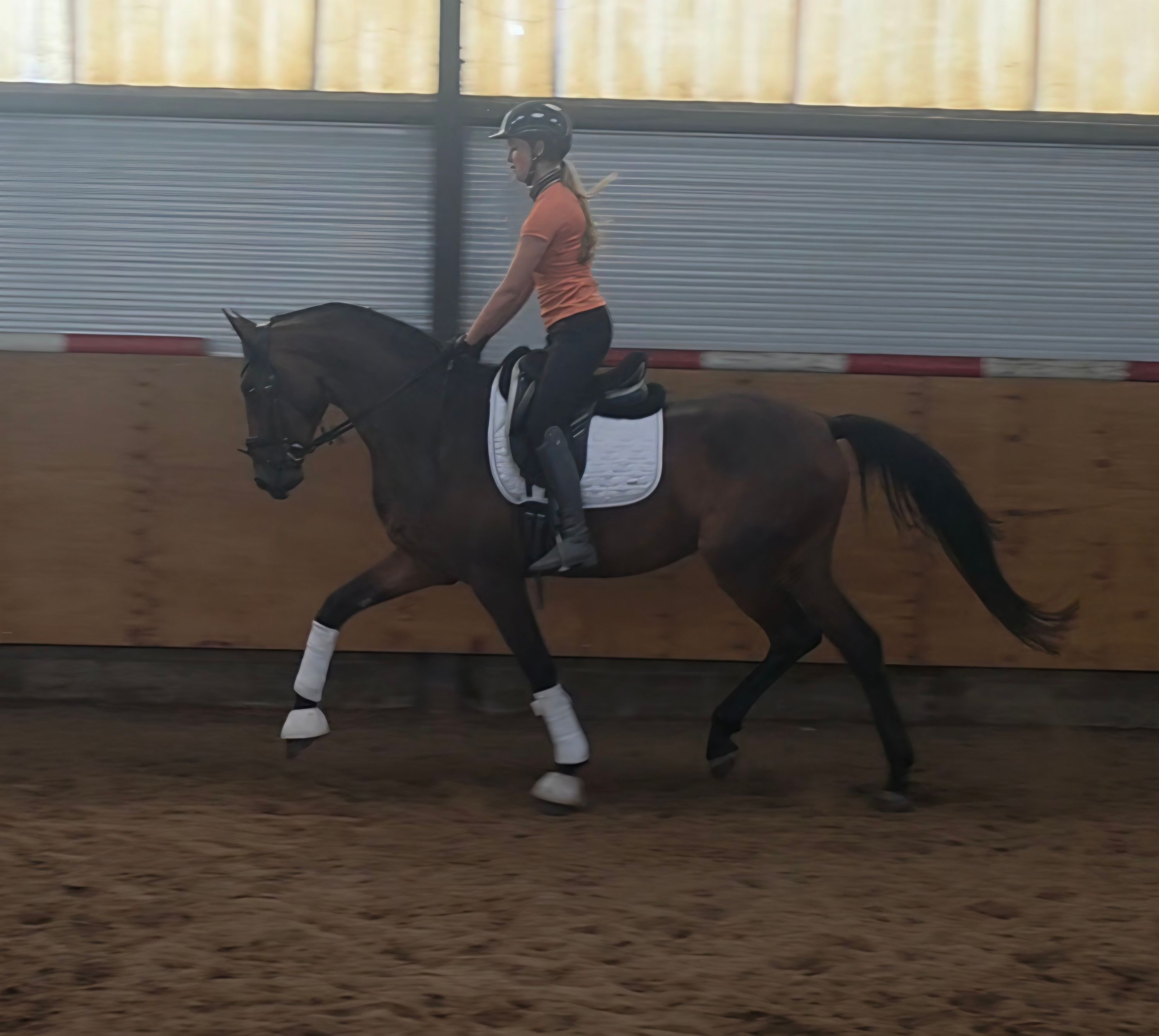 kwpn dressuurpaard merrie 3 سنوات bruin للبيع - صورة 4