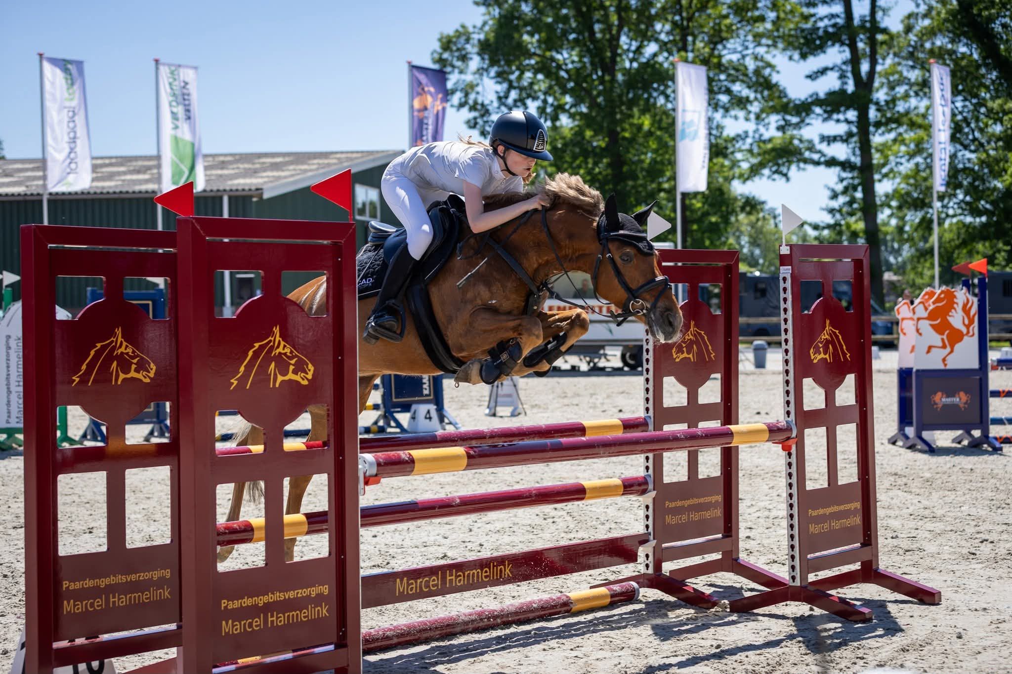 new-forest allround-pony ruin 12 let vos na prodej - Foto 5