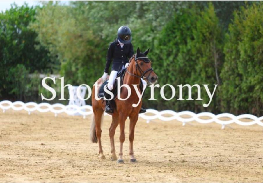 new-forest allround-pony ruin 12 let vos na prodej - Foto 2