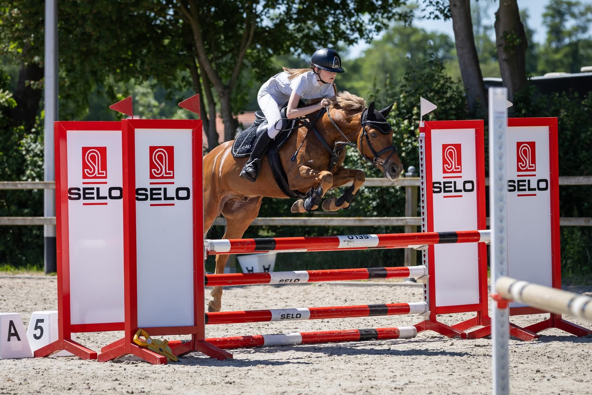 new-forest allround-pony ruin 12 let vos na prodej - Foto 3