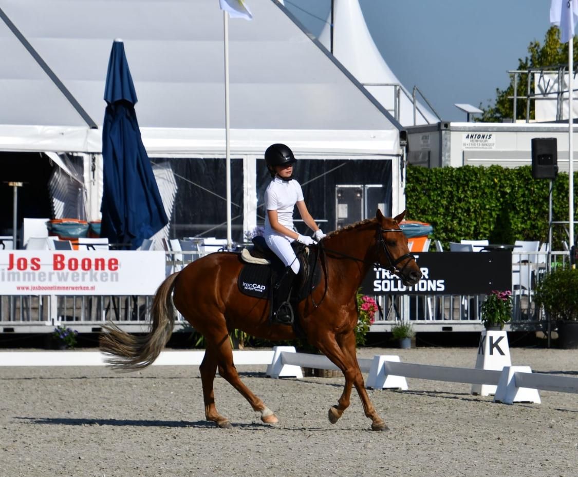 new-forest allround-pony ruin 12 let vos na prodej - Foto 6