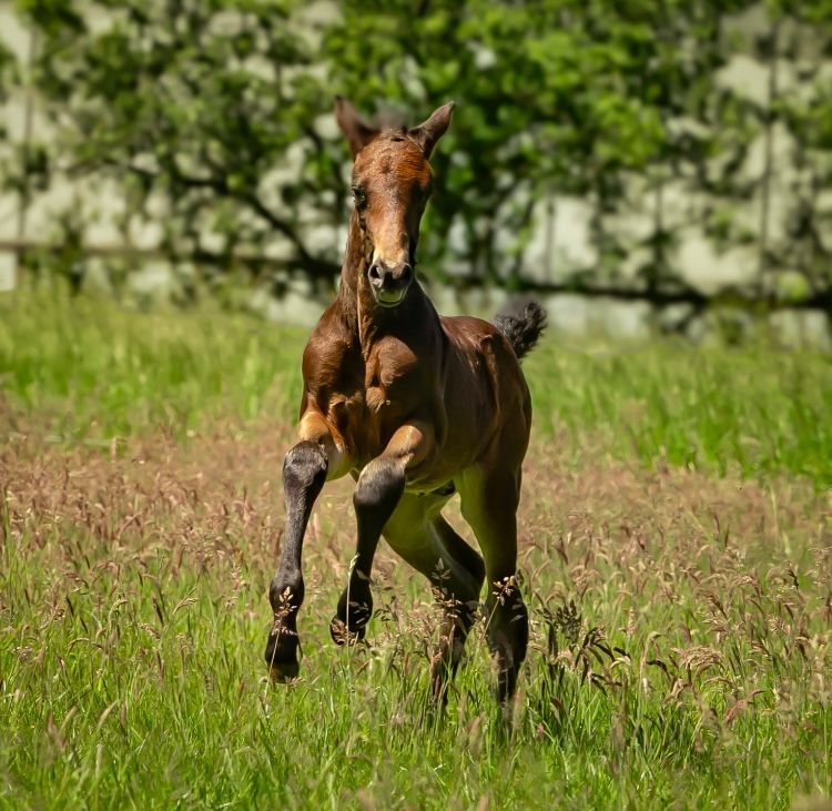 kwpn dressuurpaard merrie 8 år bruin till salu - Foto 3