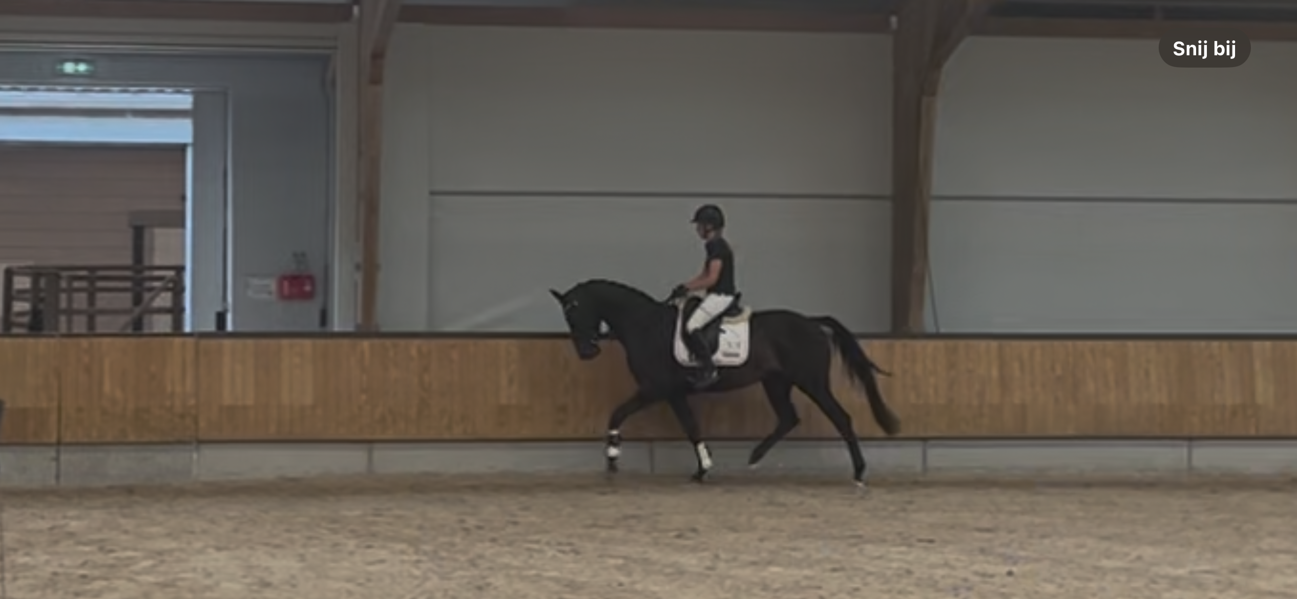 kwpn dressuurpaard hengst 0 år zwart till salu - Foto 4