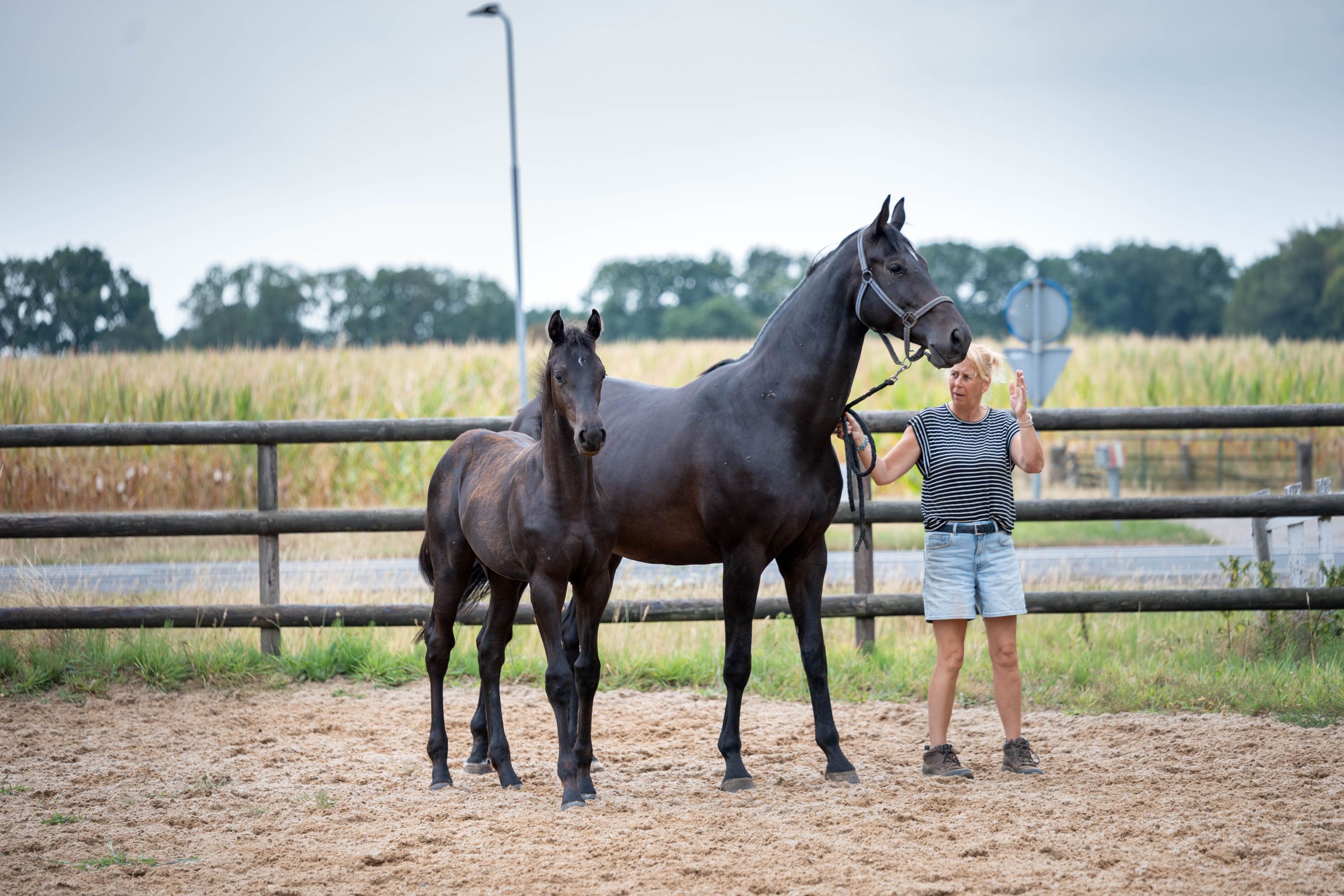 kwpn dressuurpaard hengst 0 år zwart till salu - Foto 3