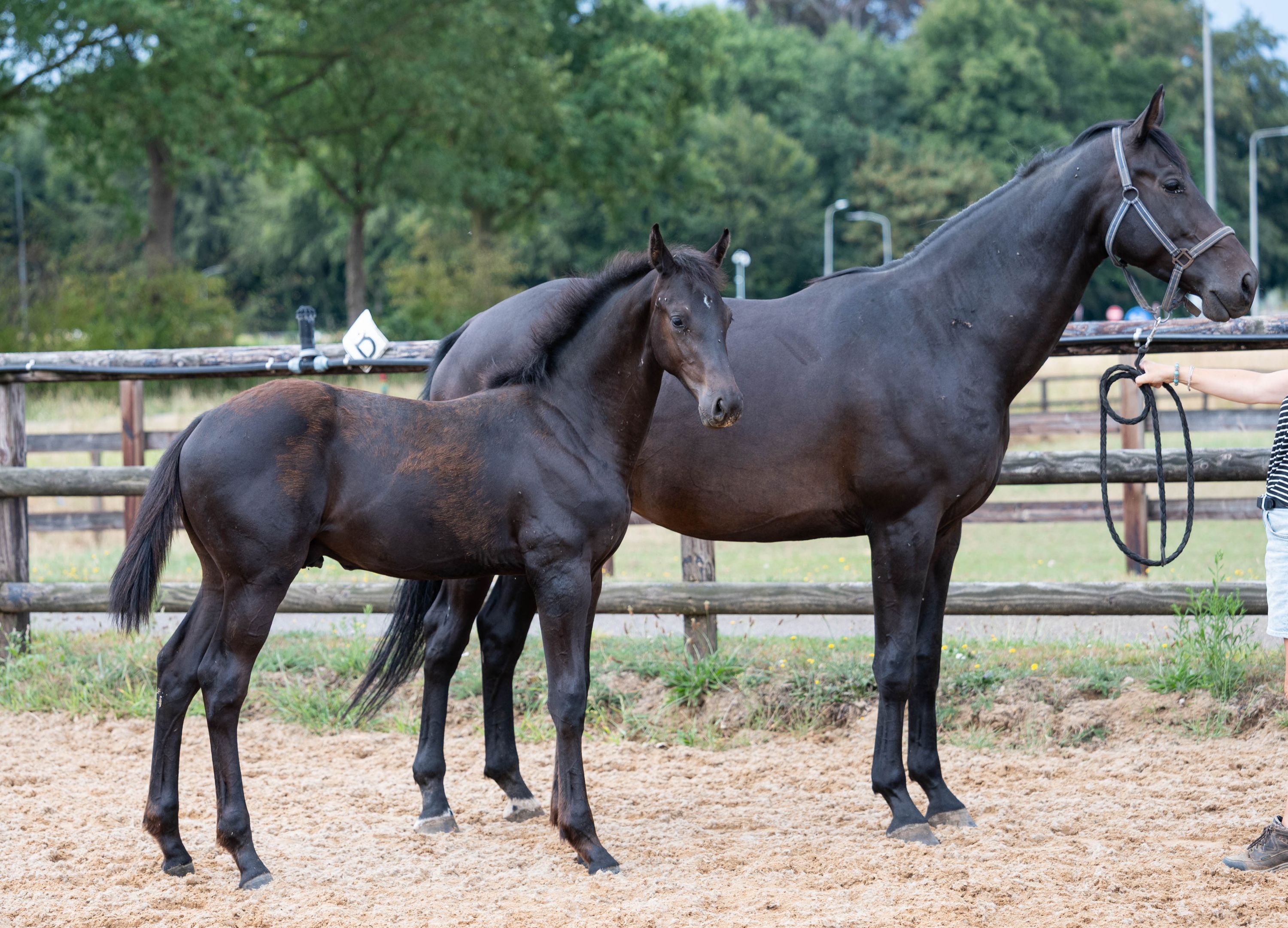 kwpn dressuurpaard hengst 0 år zwart till salu - Foto 2