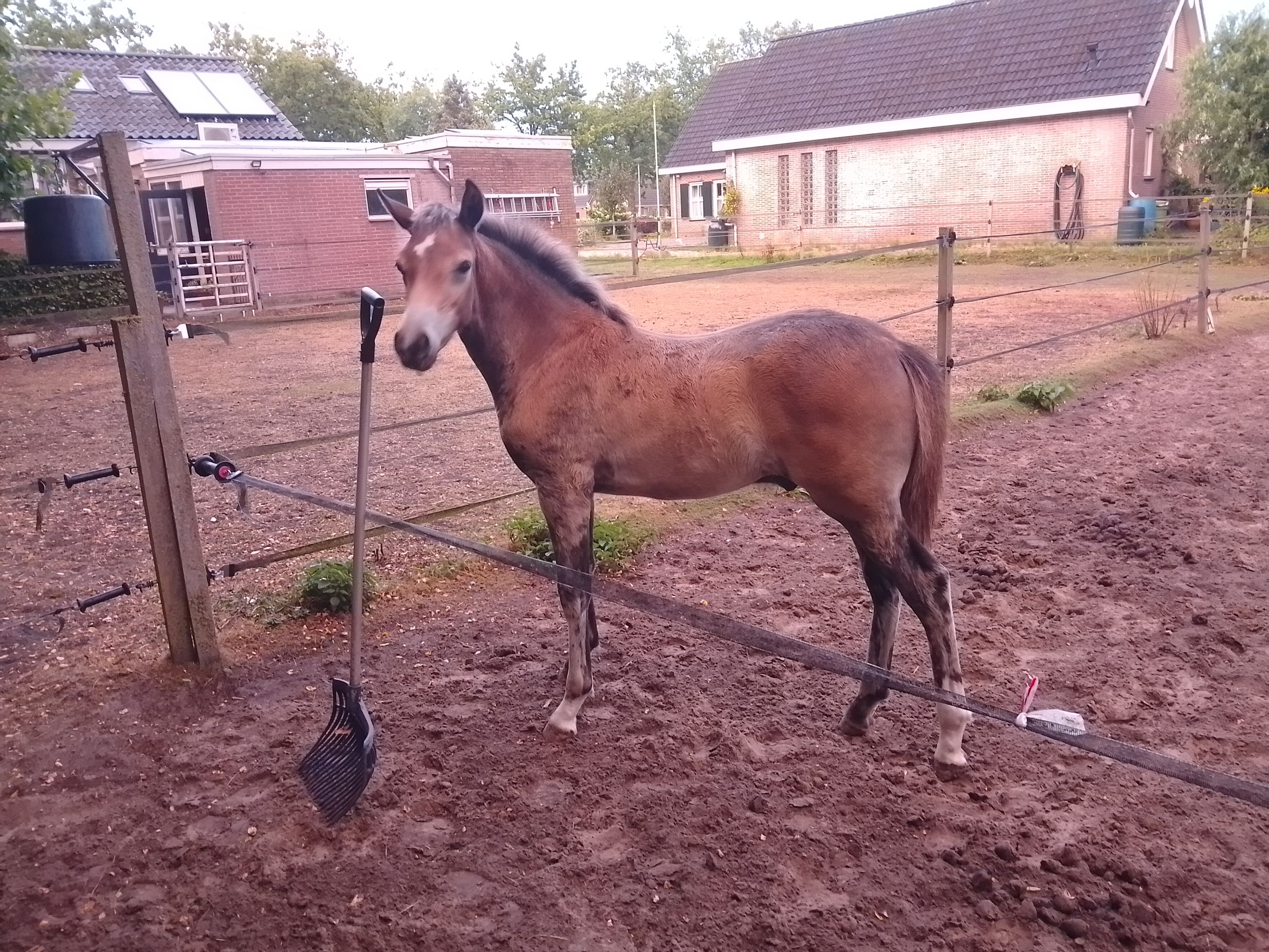 مهر فحل New Forest