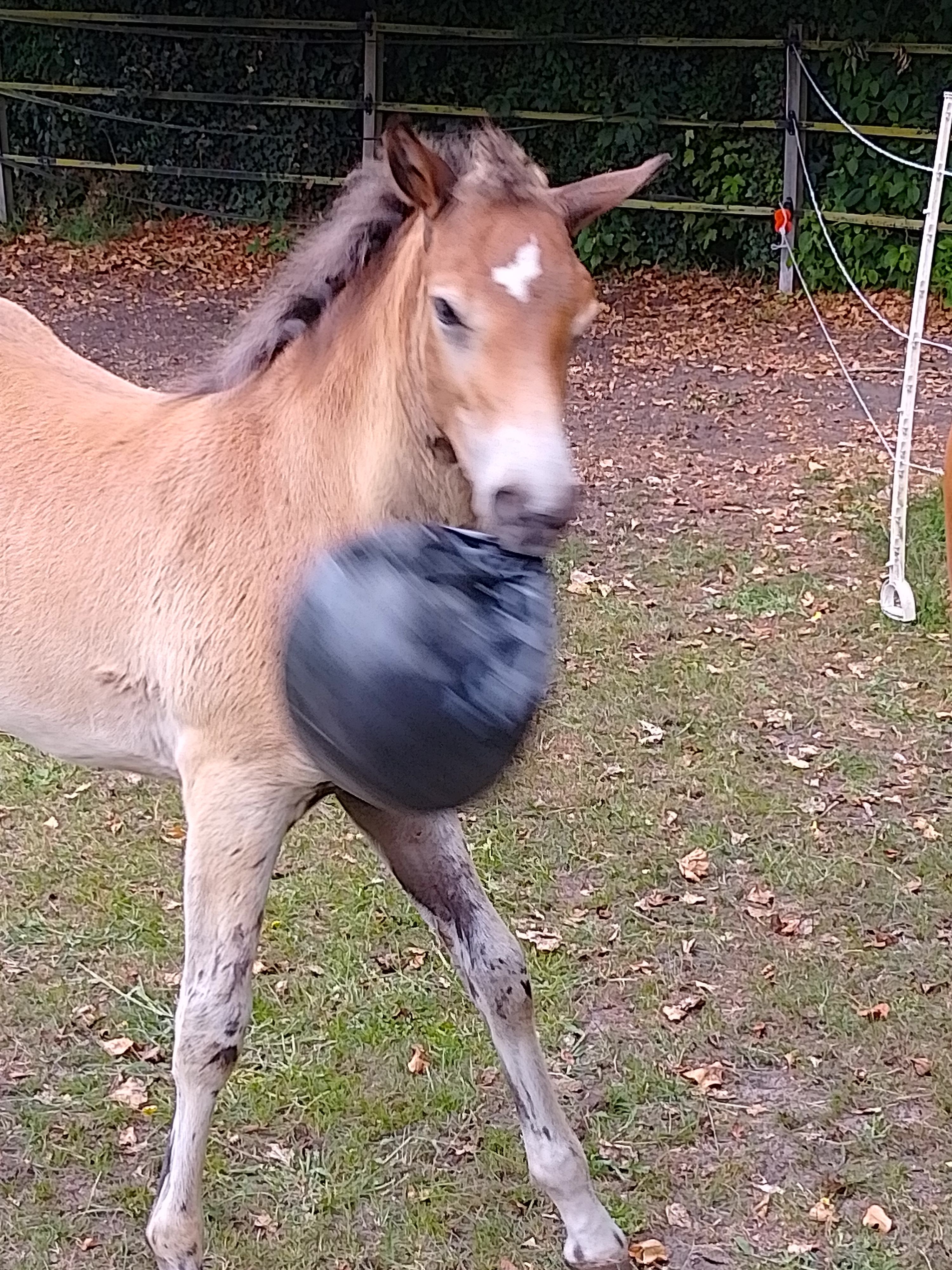 new-forest allround-pony hengst 0 år donkerbruin till salu - Foto 2