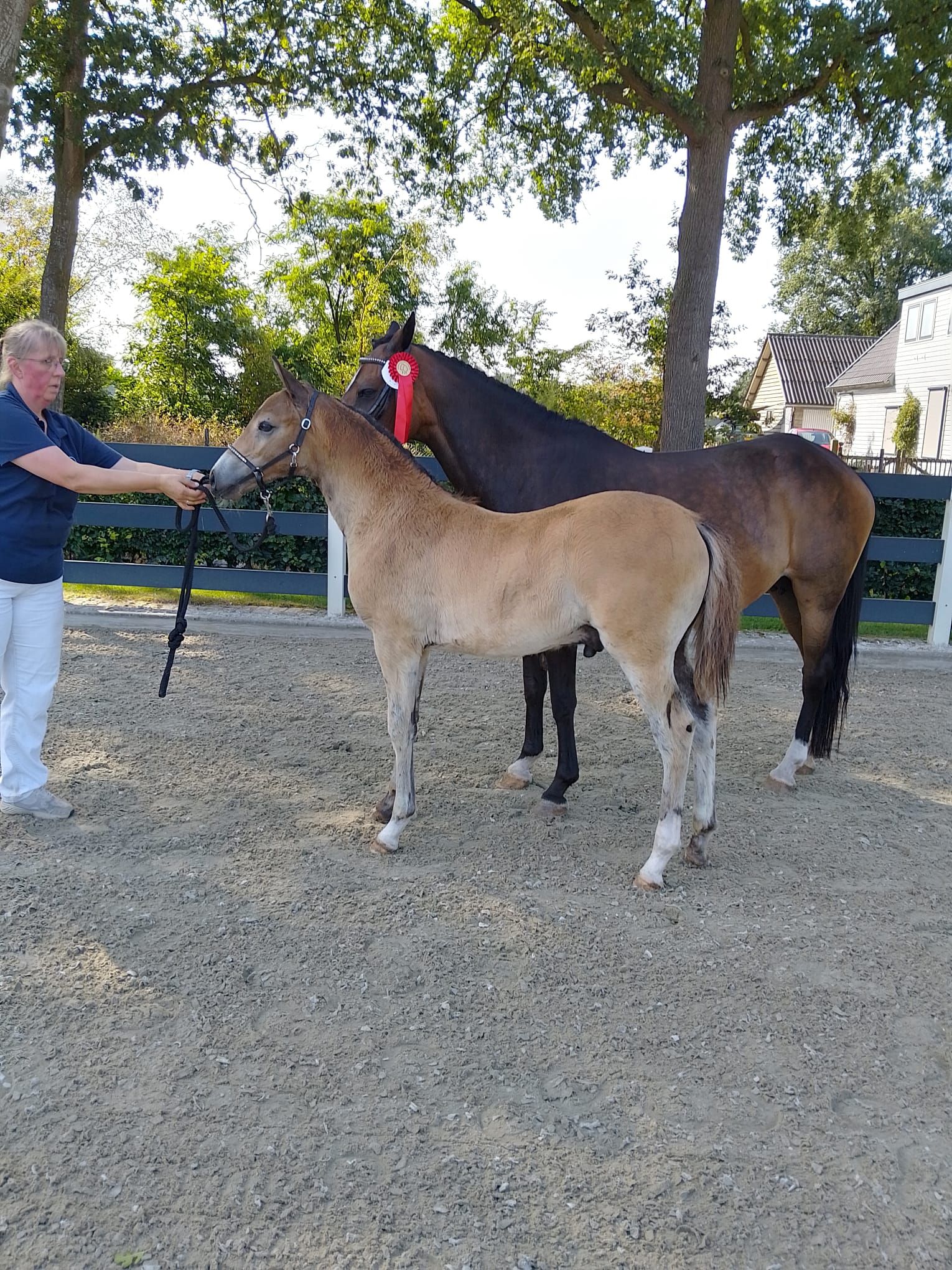 new-forest allround-pony hengst 0 år donkerbruin till salu - Foto 3