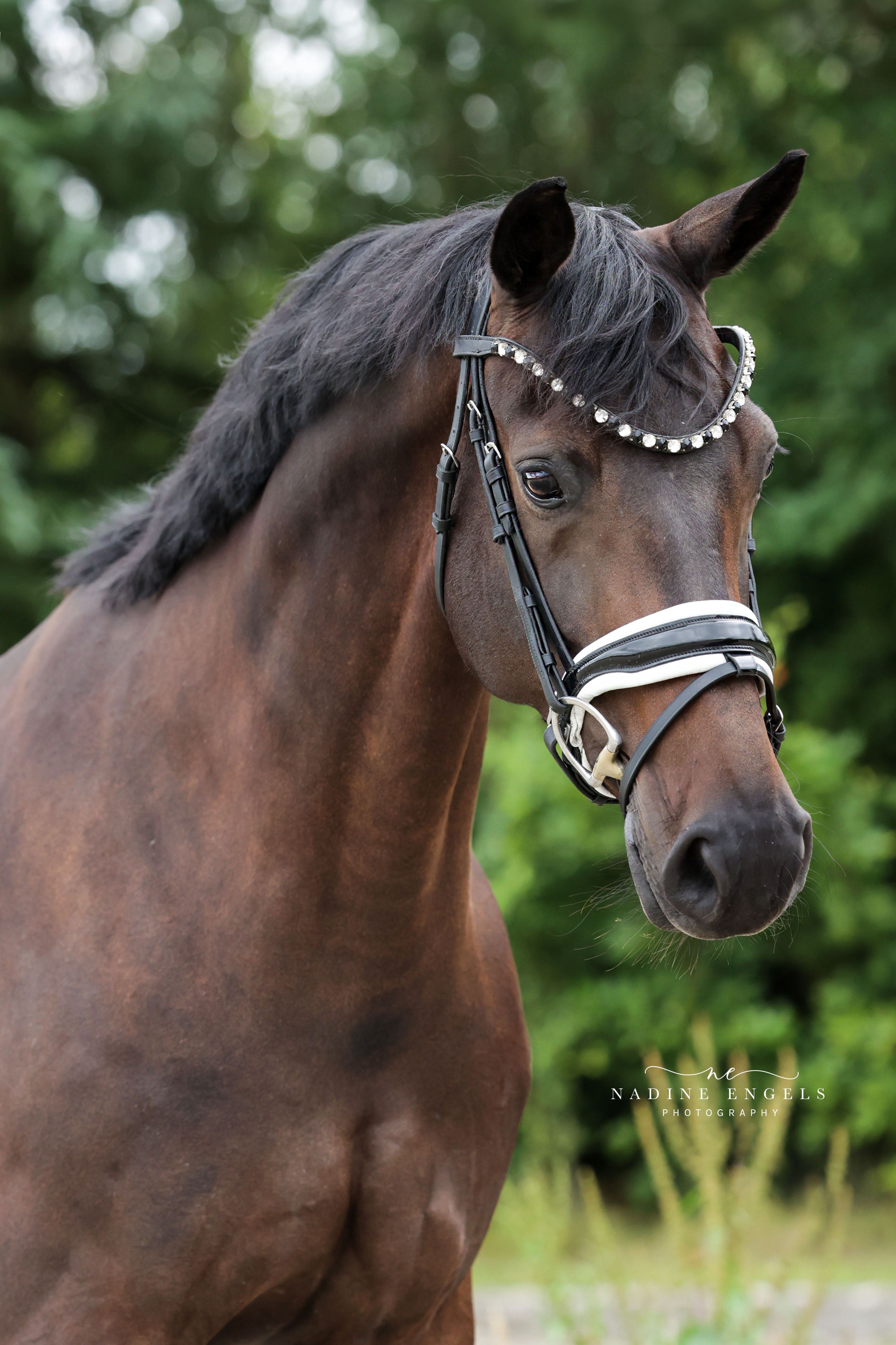kwpn dressuurpaard merrie 11 år donkerbruin till salu - Foto 2