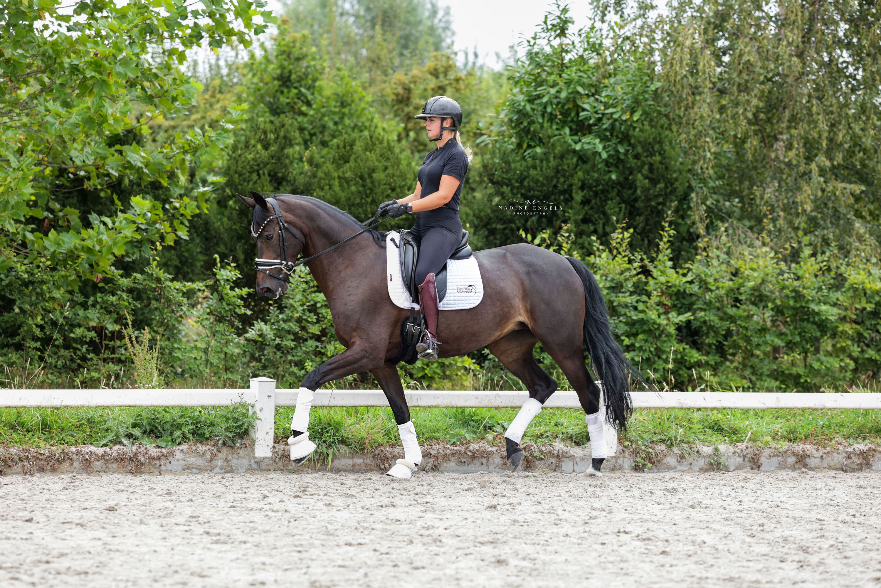 kwpn dressuurpaard merrie 11 år donkerbruin till salu - Foto 6