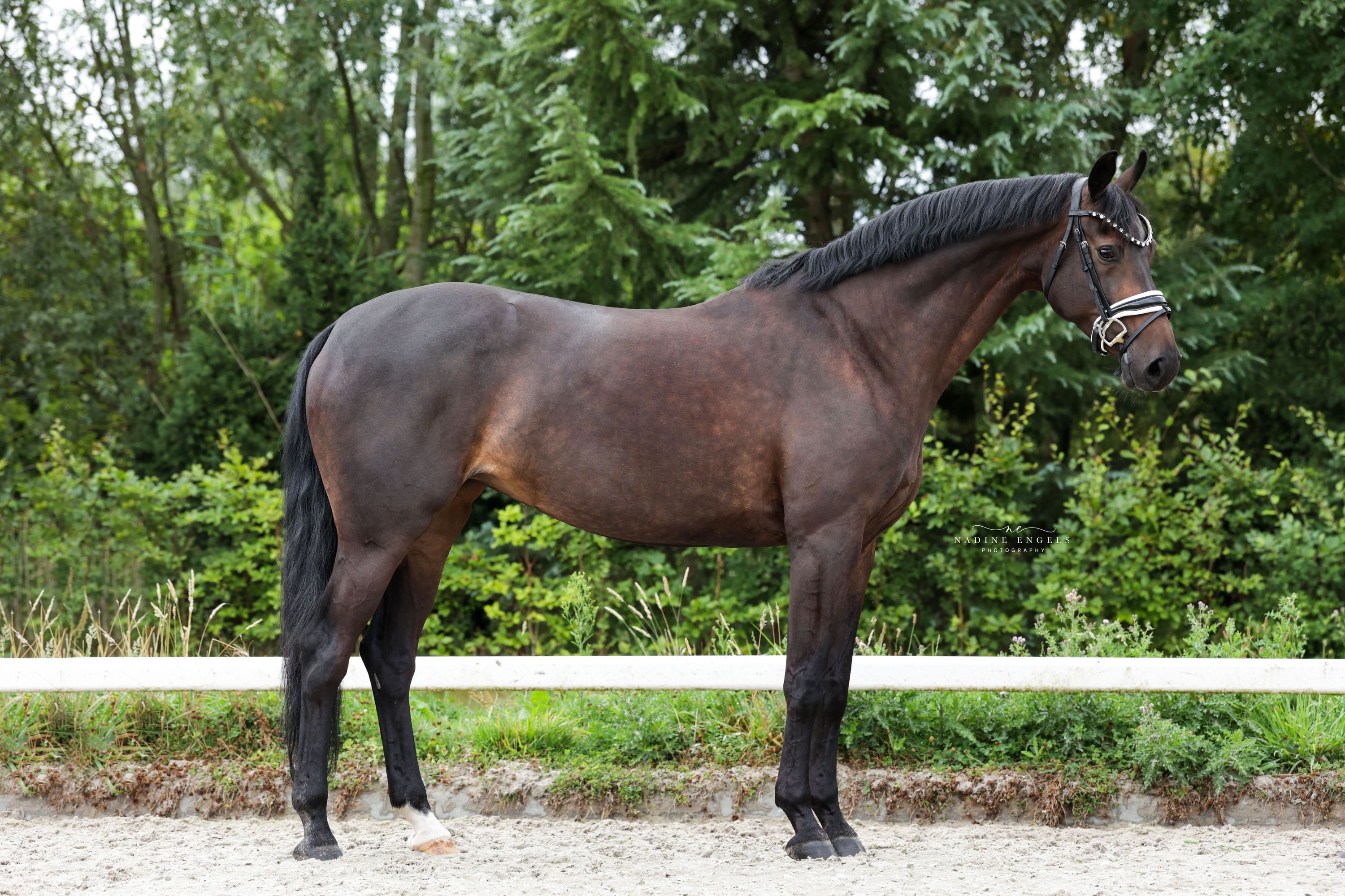 kwpn dressuurpaard merrie 11 år donkerbruin till salu - Foto 3