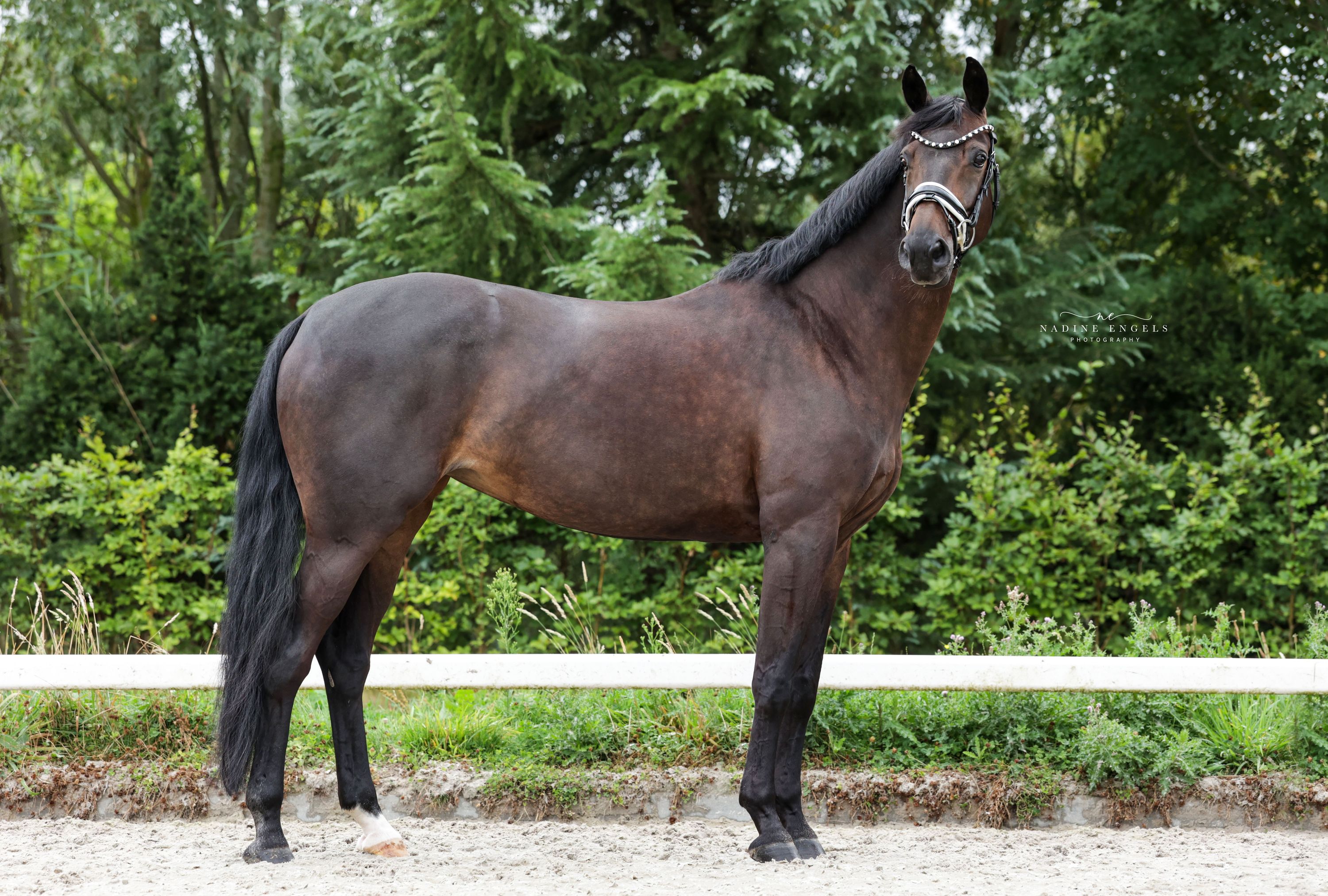 kwpn dressuurpaard merrie 11 år donkerbruin till salu - Foto 4