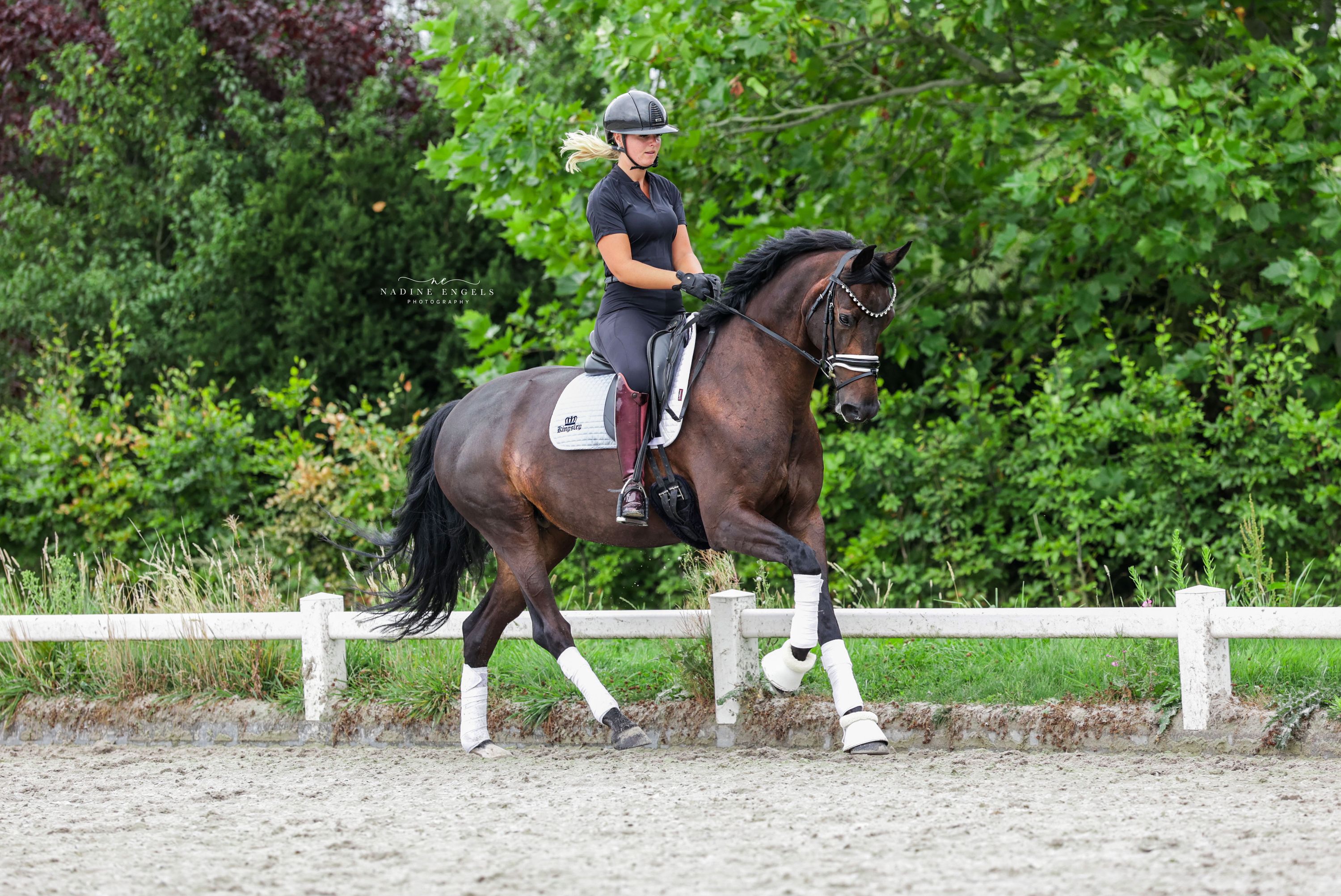 kwpn dressuurpaard merrie 11 år donkerbruin till salu - Foto 5