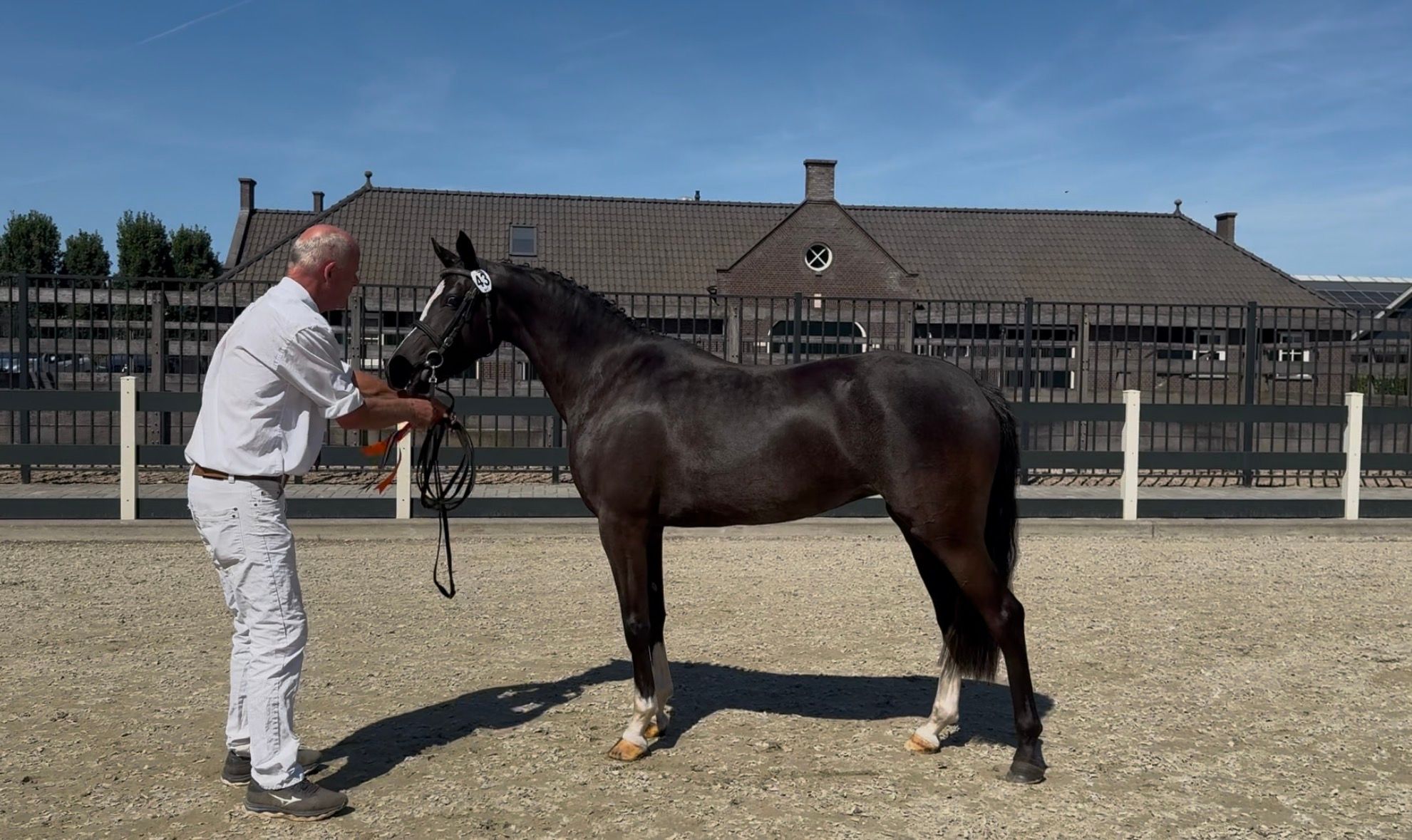 nrps allround-pony merrie 3 lat zwart na sprzedaż - Zdjęcie 2