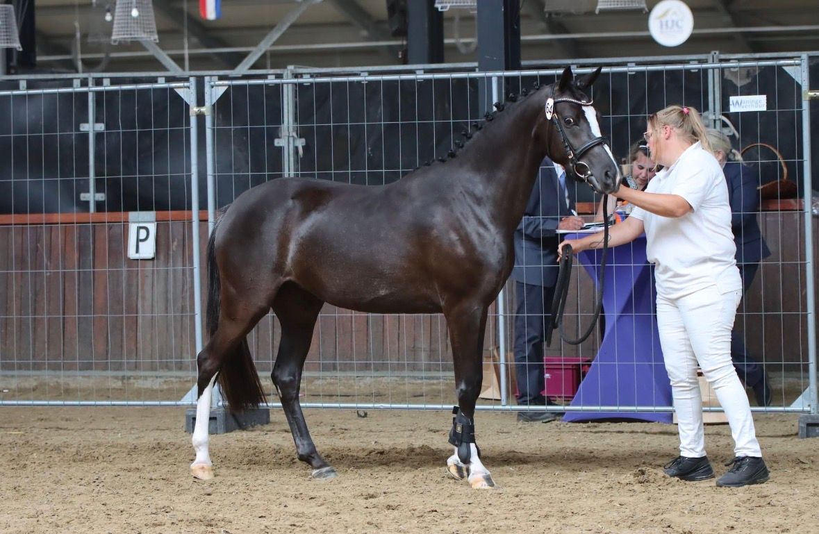 nrps allround-pony merrie 3 lat zwart na sprzedaż - Zdjęcie 3