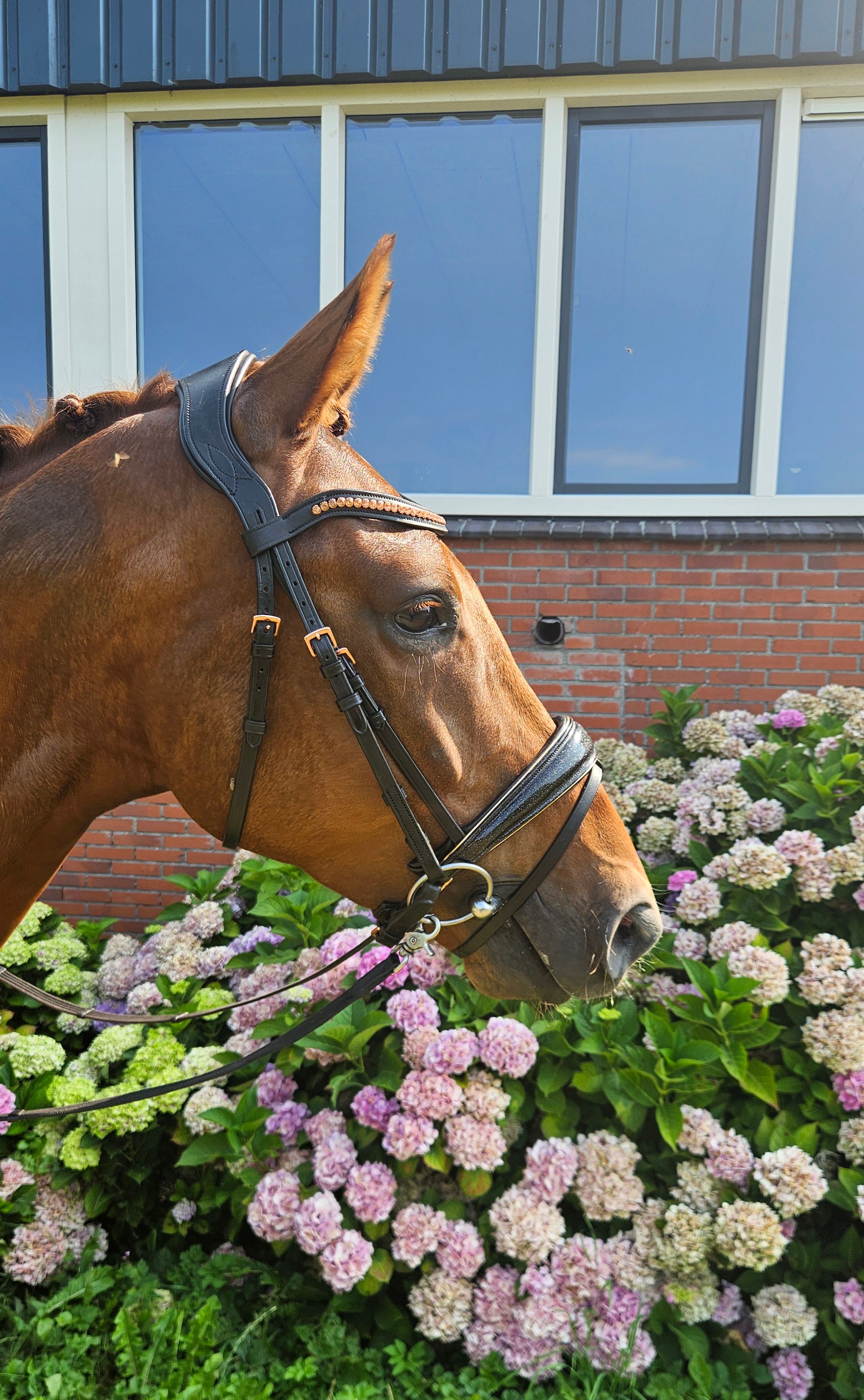 kwpn dressuurpaard ruin 4 år vos till salu - Foto 2