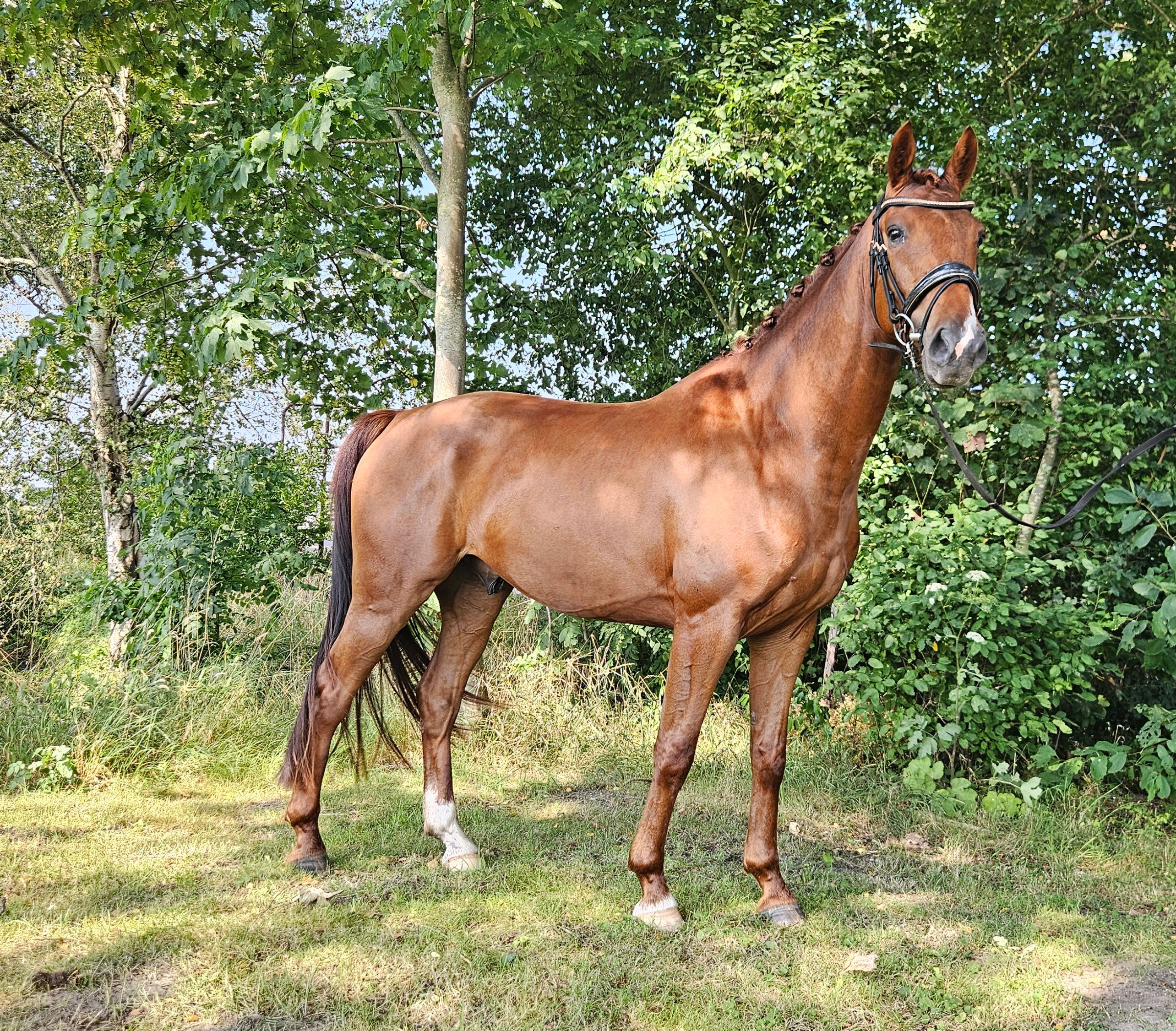 kwpn dressuurpaard ruin 4 år vos till salu - Foto 3