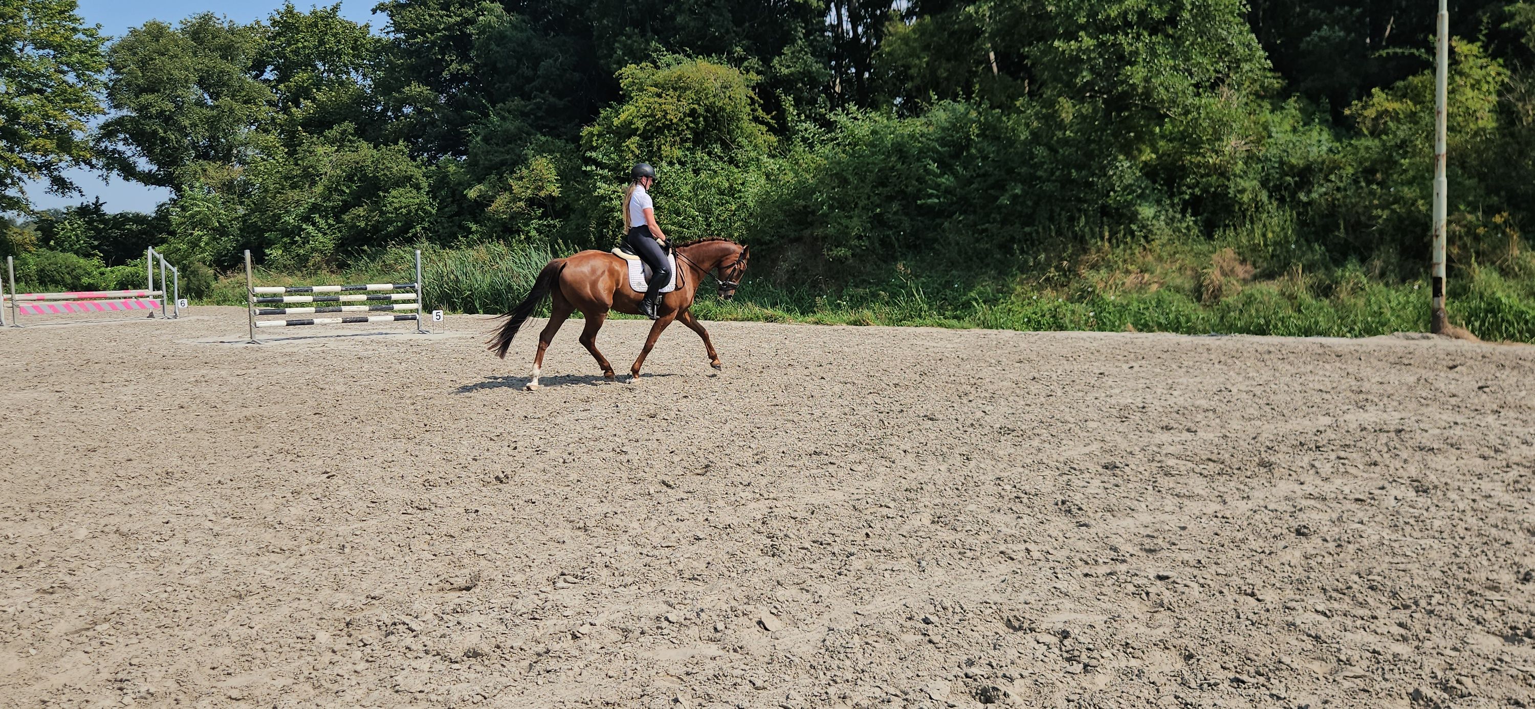 kwpn dressuurpaard ruin 4 år vos till salu - Foto 5