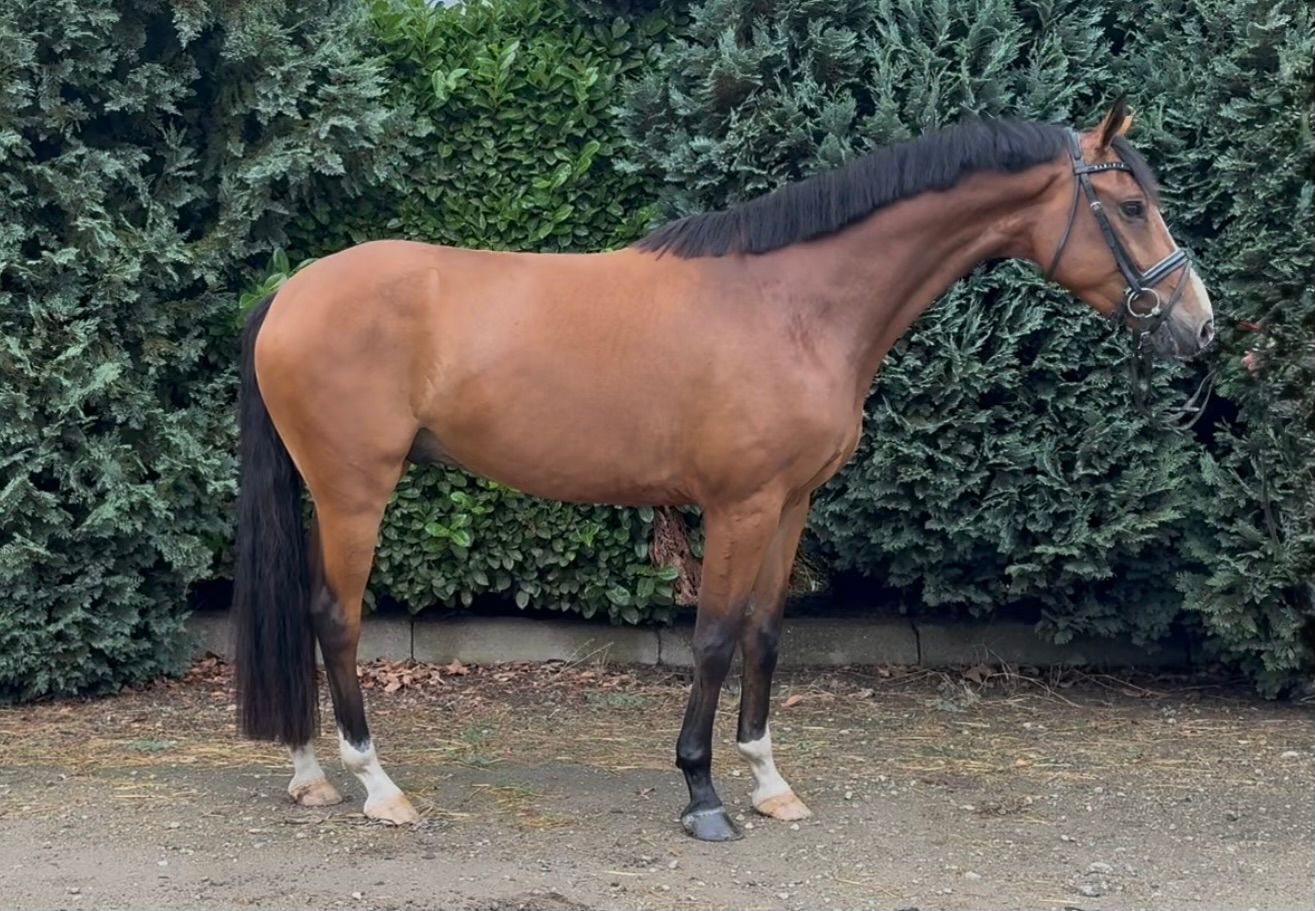  THORIN FAN DE FEART Z | 5 jaar | ±1.65m | Ruin ✨