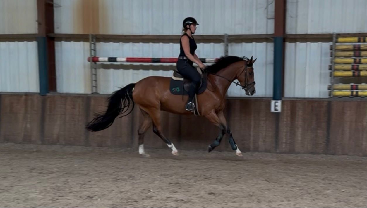 zangersheide springpaard ruin 5 jaar bruin te koop - Foto 4