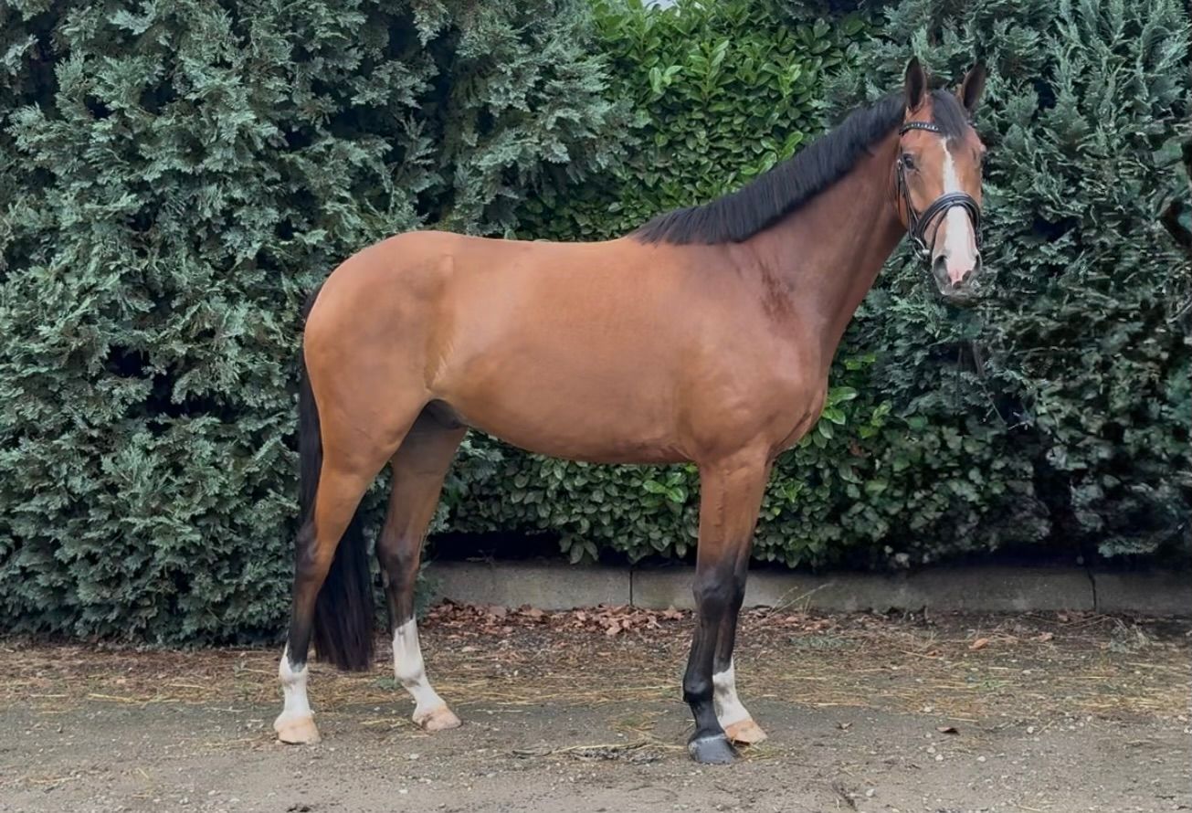 zangersheide springpaard ruin 5 jaar bruin te koop - Foto 2