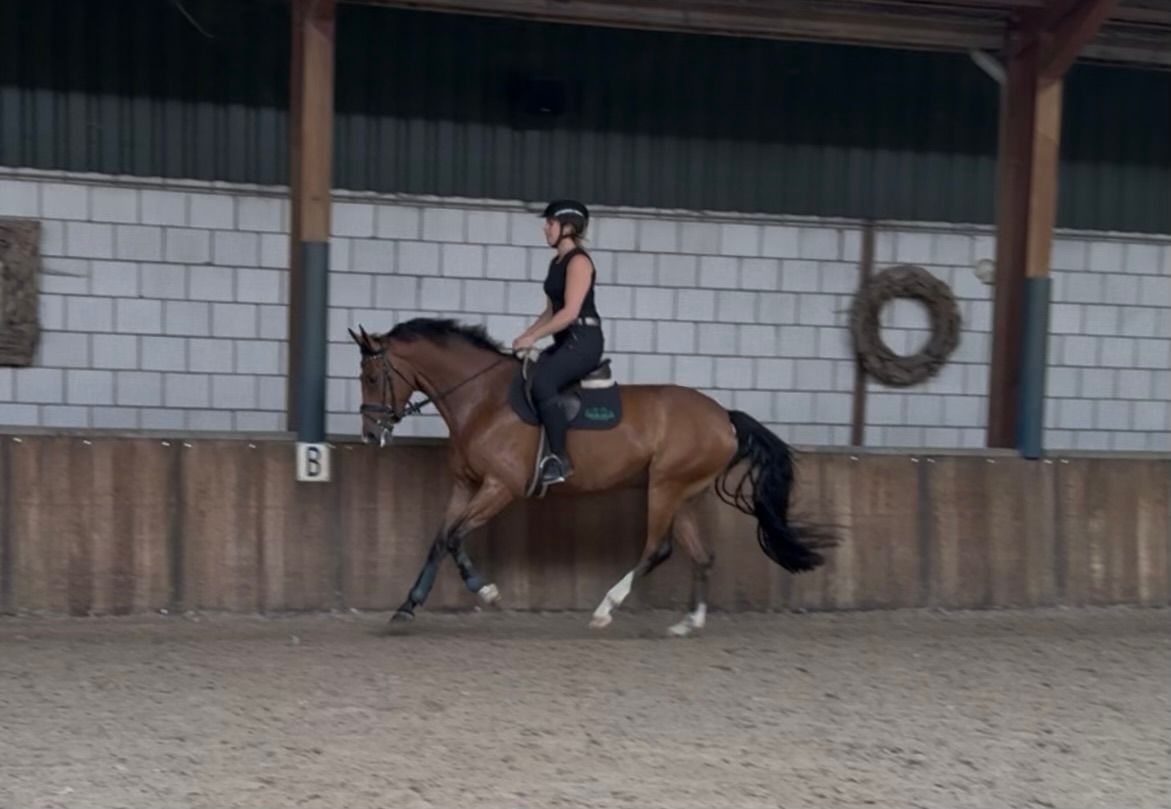 zangersheide springpaard ruin 5 jaar bruin te koop - Foto 3