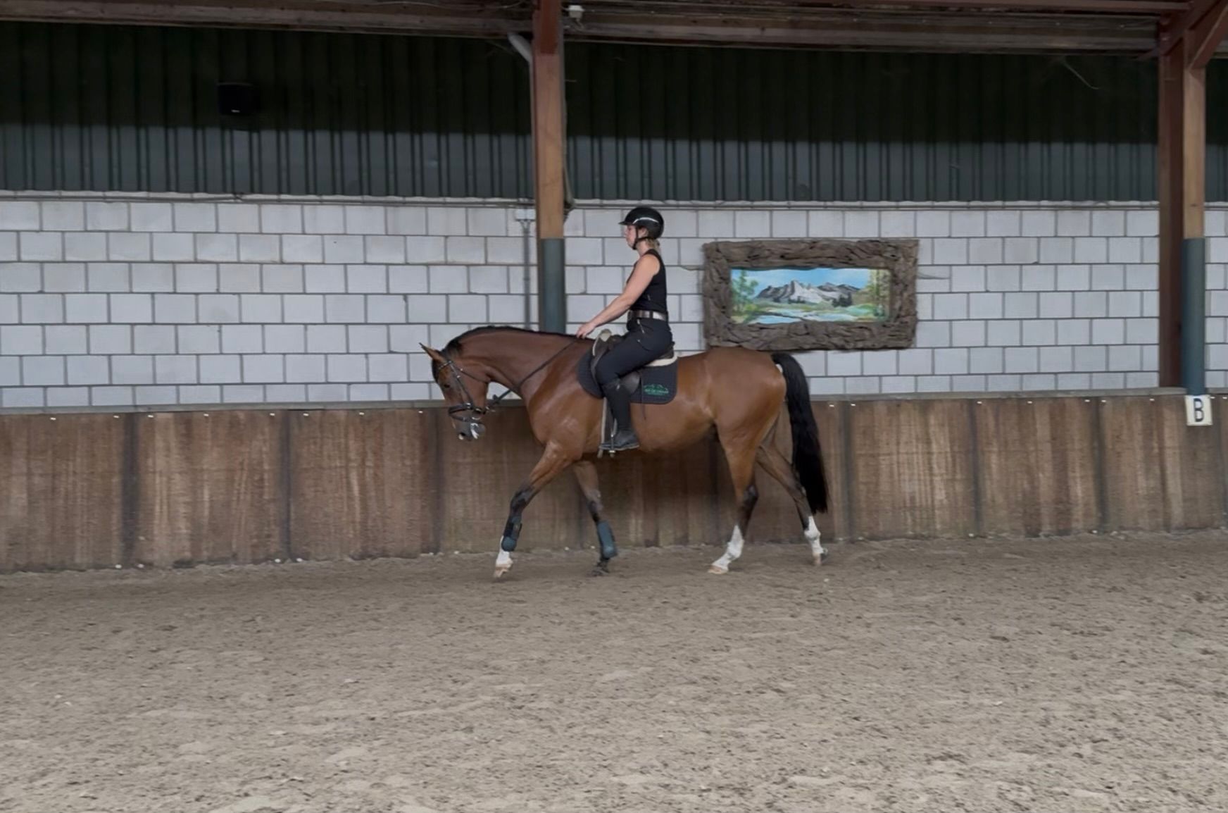 zangersheide springpaard ruin 5 jaar bruin te koop - Foto 6