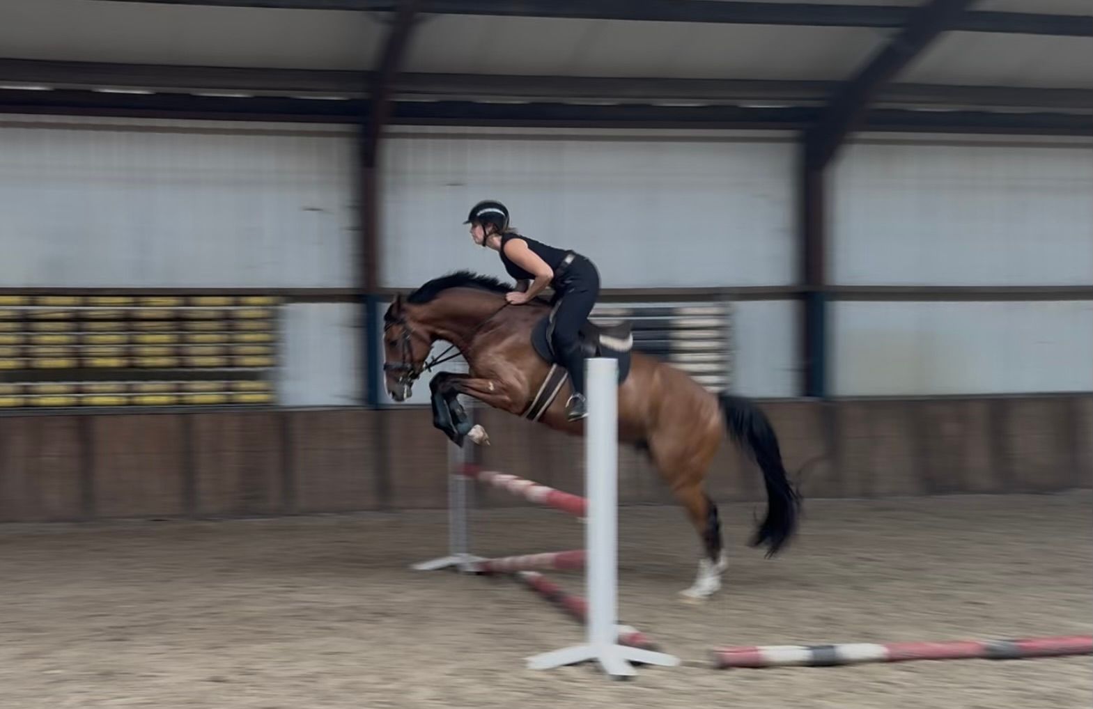 zangersheide springpaard ruin 5 jaar bruin te koop - Foto 5