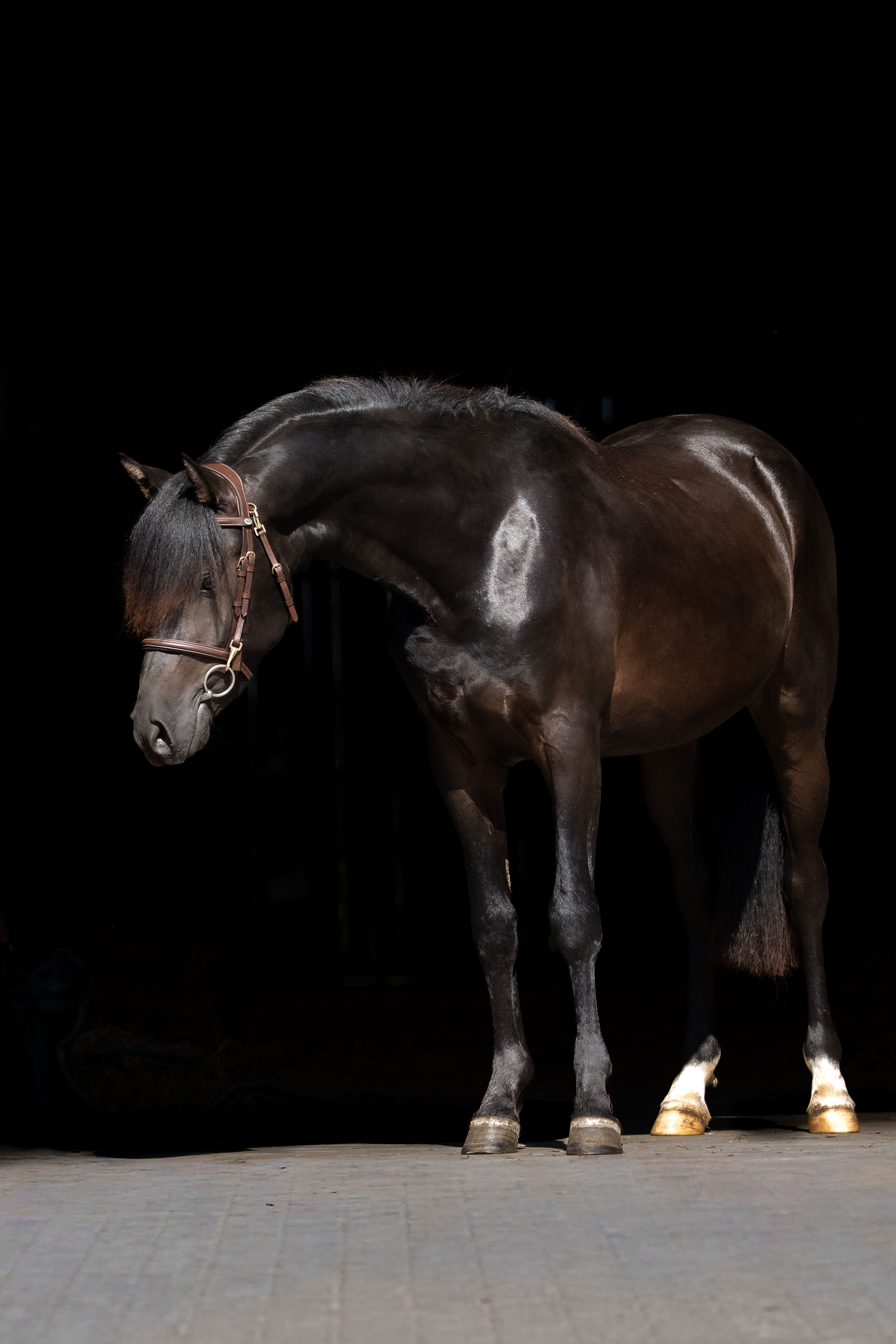 bwp allround-pony hengst 3 år zwart till salu - Foto 2