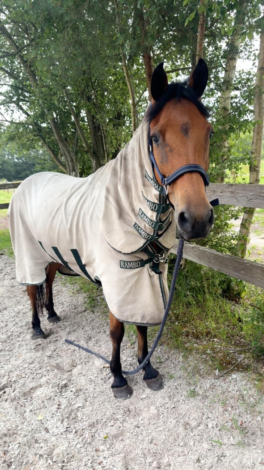 allround-pony ruin 9 years old for sale - Photo 3