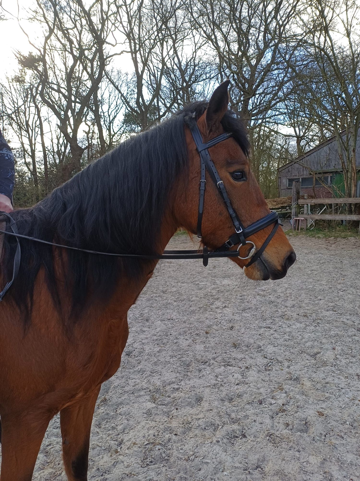 allround-pony ruin 9 years old for sale - Photo 5