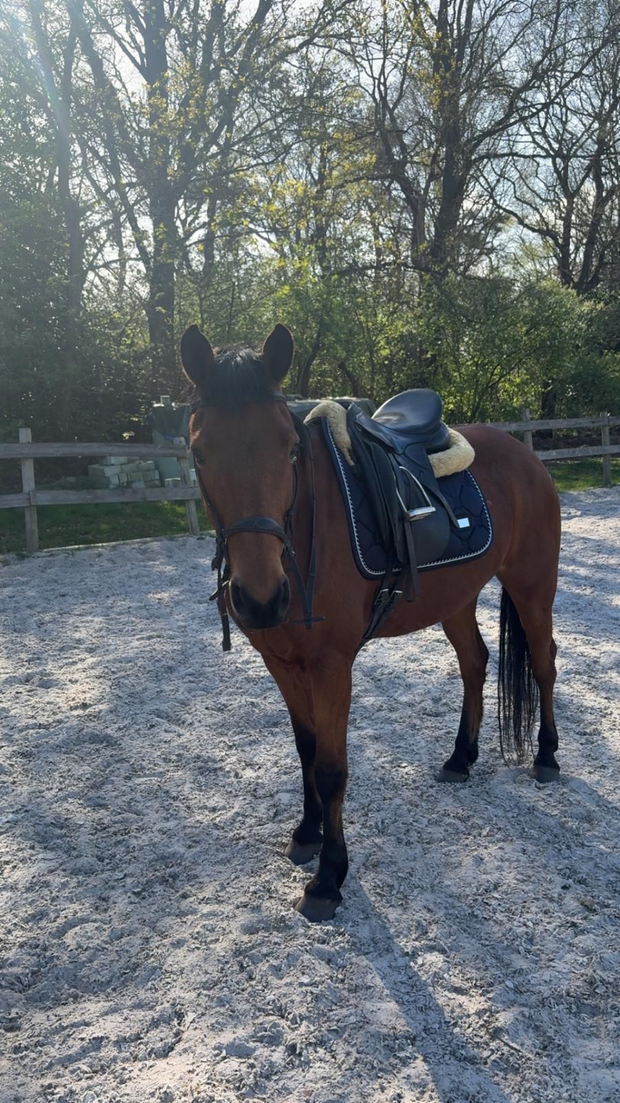 allround-pony ruin 9 years old for sale - Photo 4