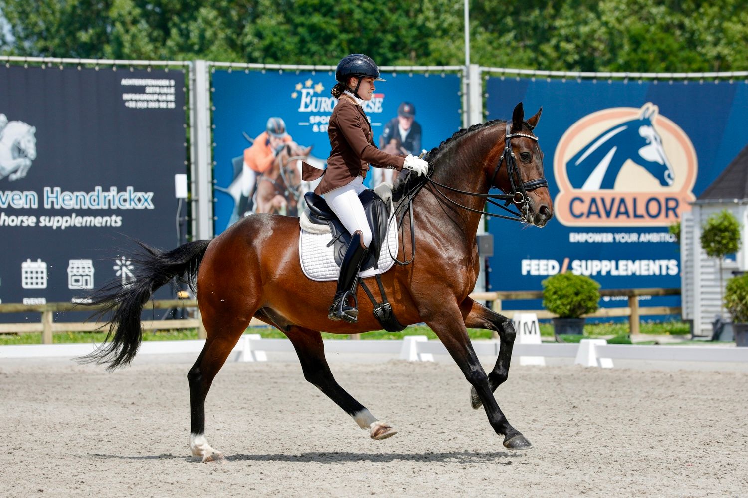 Super brave 12yo KWPN gelding Negro X Lord Leatherdale