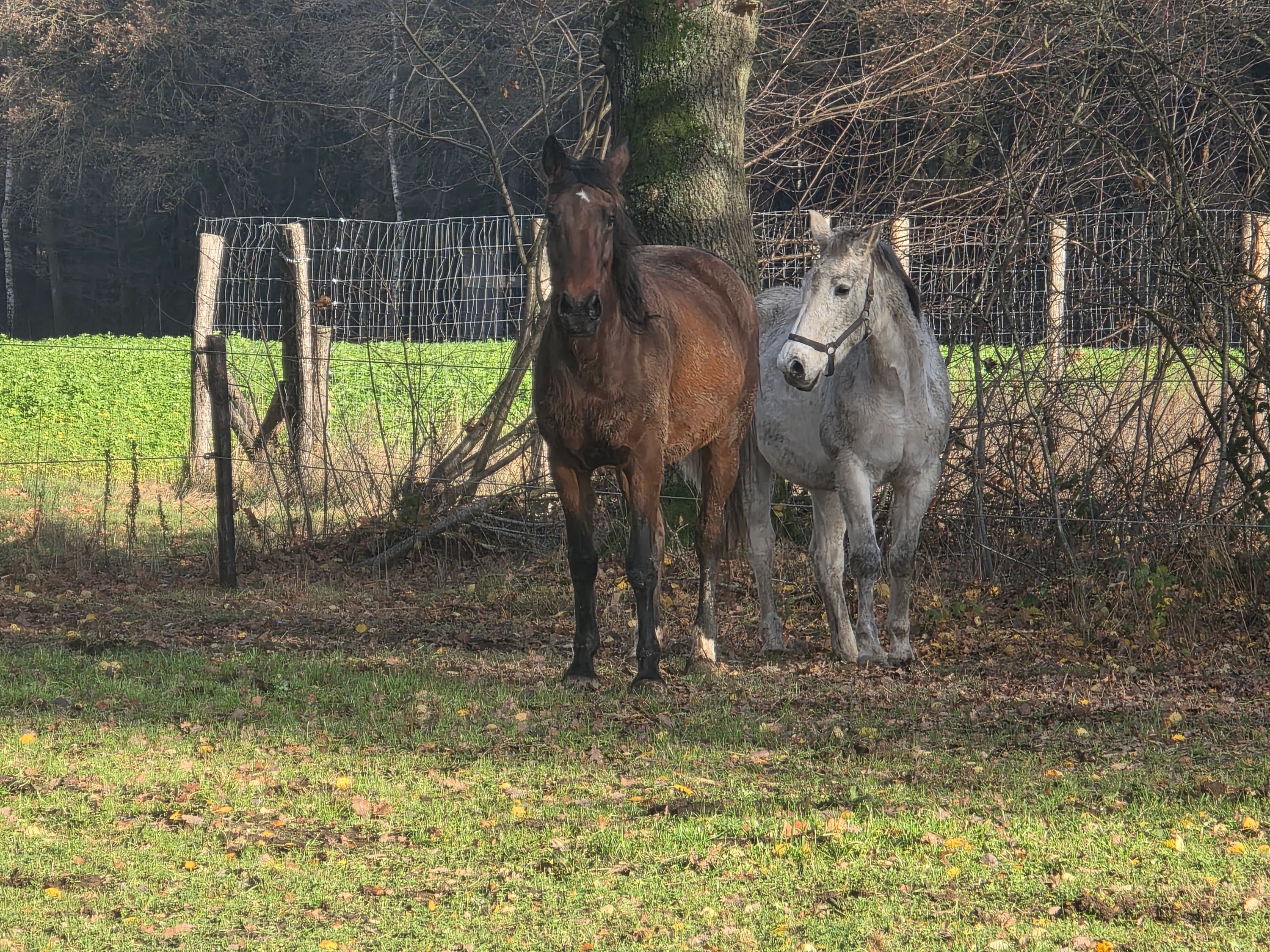 bwp fokmerrie merrie 15 jaar donkerbruin te koop - Foto 4