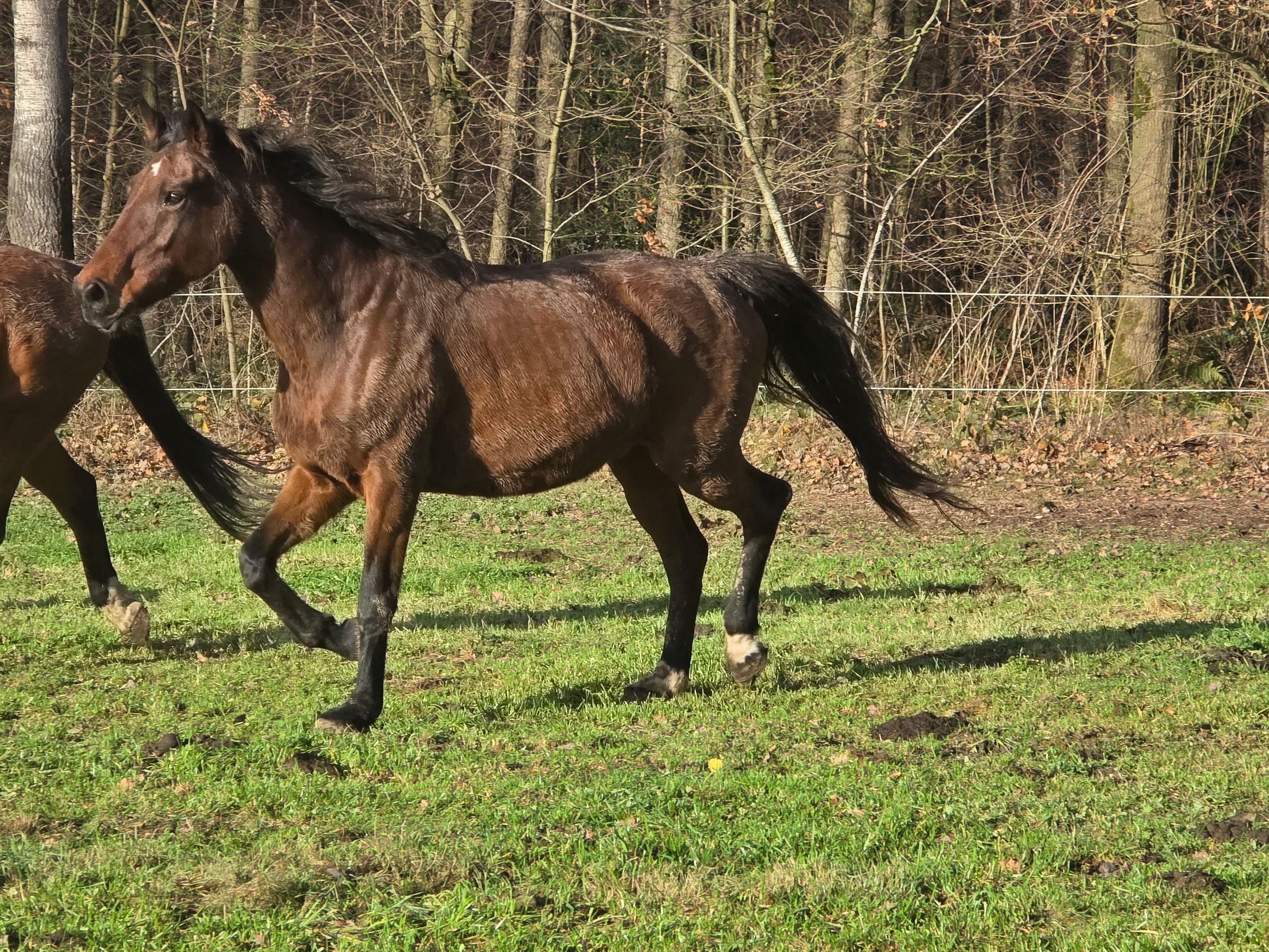 bwp fokmerrie merrie 15 jaar donkerbruin te koop - Foto 2