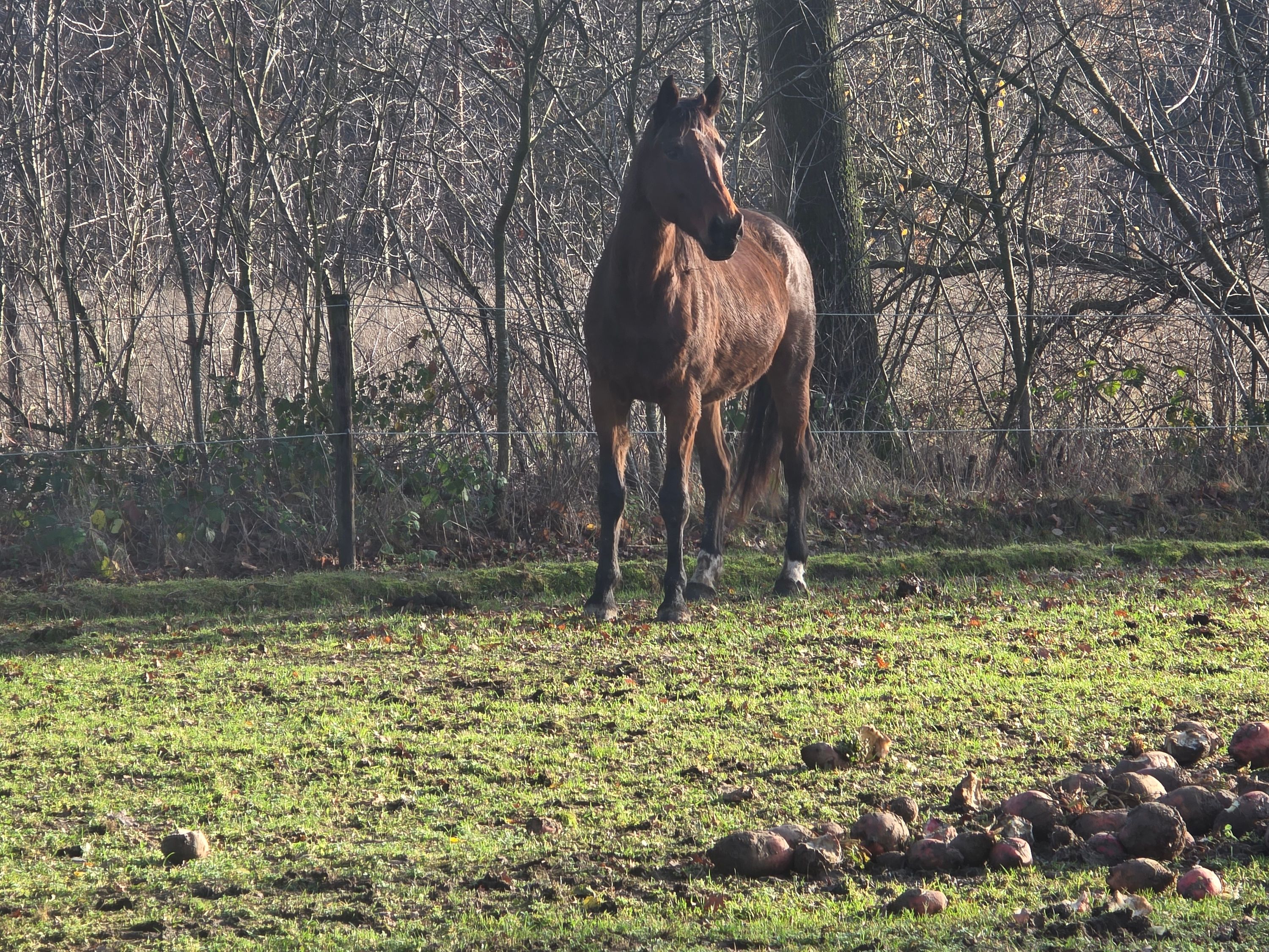 bwp fokmerrie merrie 15 jaar donkerbruin te koop - Foto 3