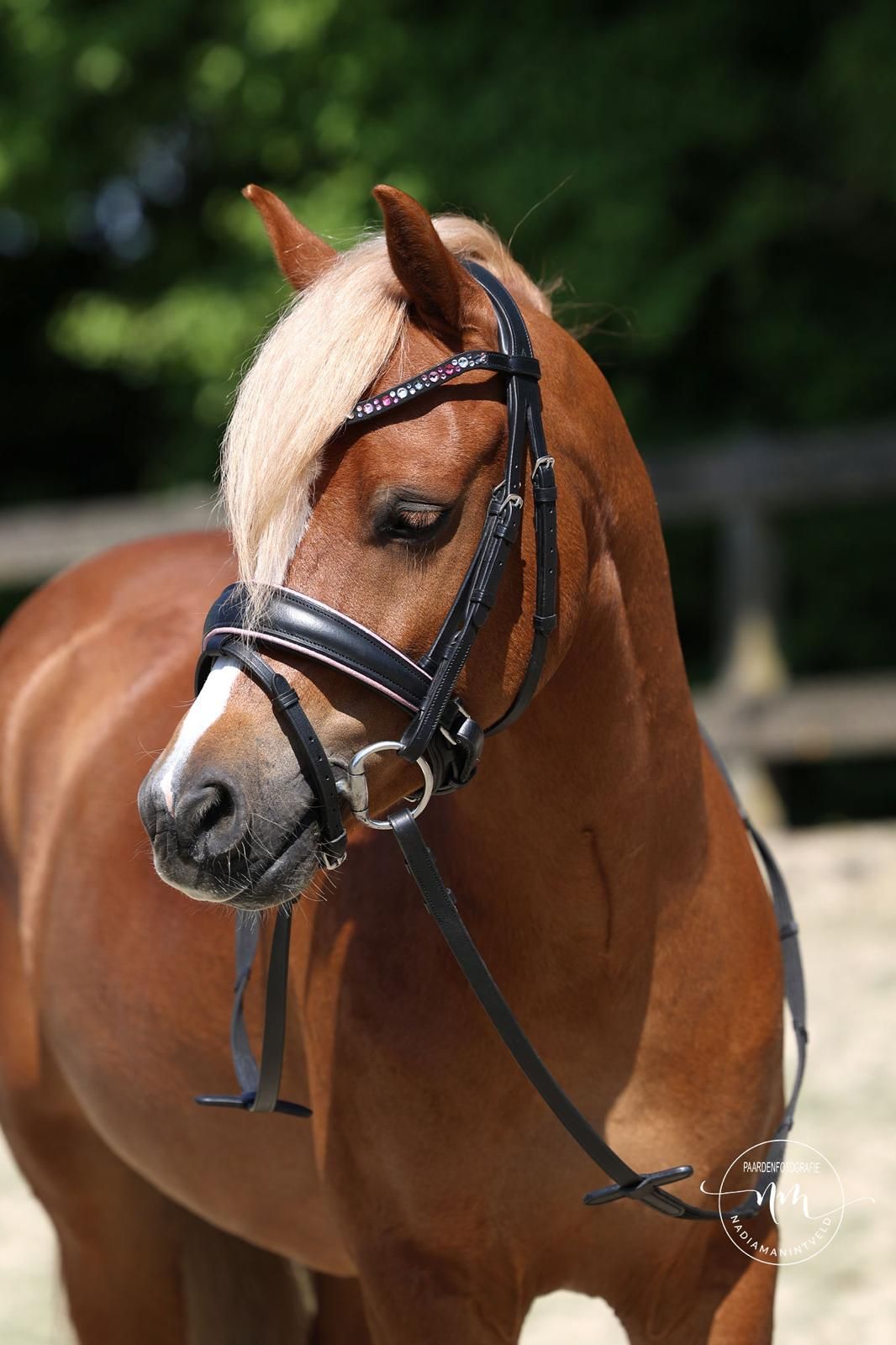 welsh dressuurpony ruin 6 vuotta vos myytävänä - Kuva 6