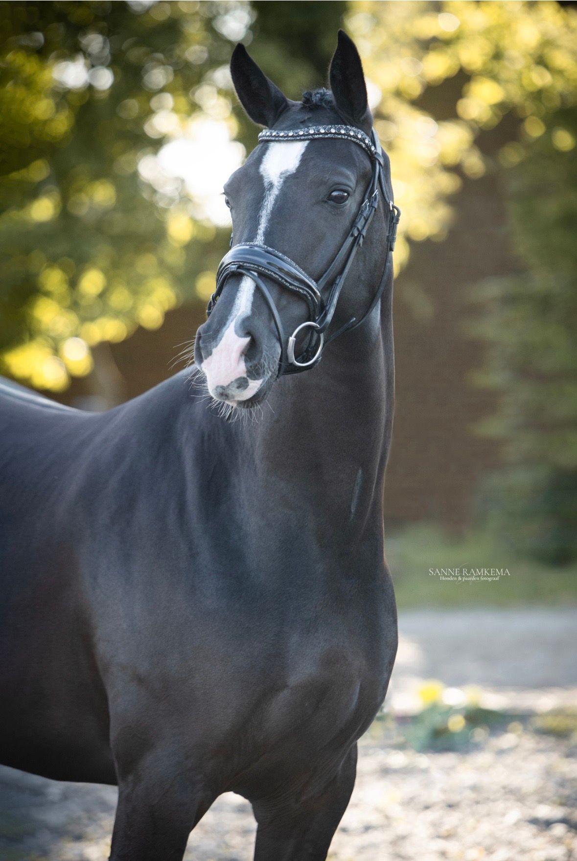 Talentvolle lieve 4 jarige zwarte KWPN PROK merrie