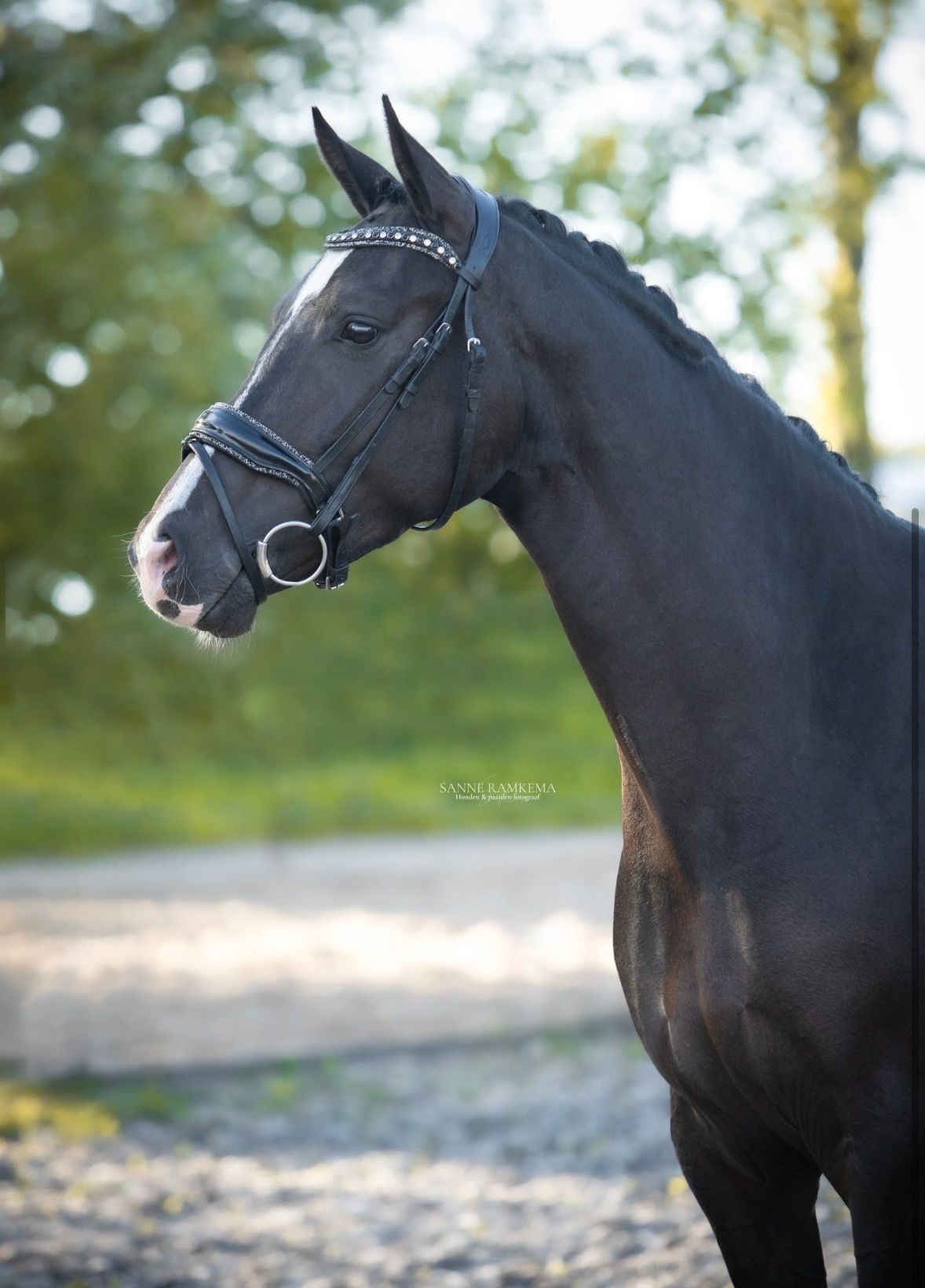 kwpn dressuurpaard merrie 4 jaar zwart te koop - Foto 3