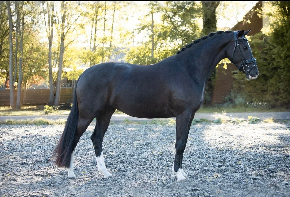kwpn dressuurpaard merrie 4 jaar zwart te koop - Foto 2