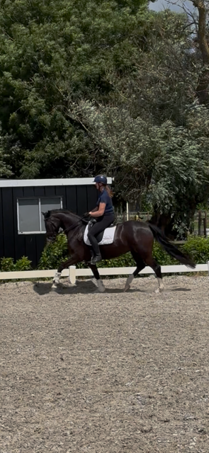 kwpn dressuurpaard merrie 4 jaar zwart te koop - Foto 4