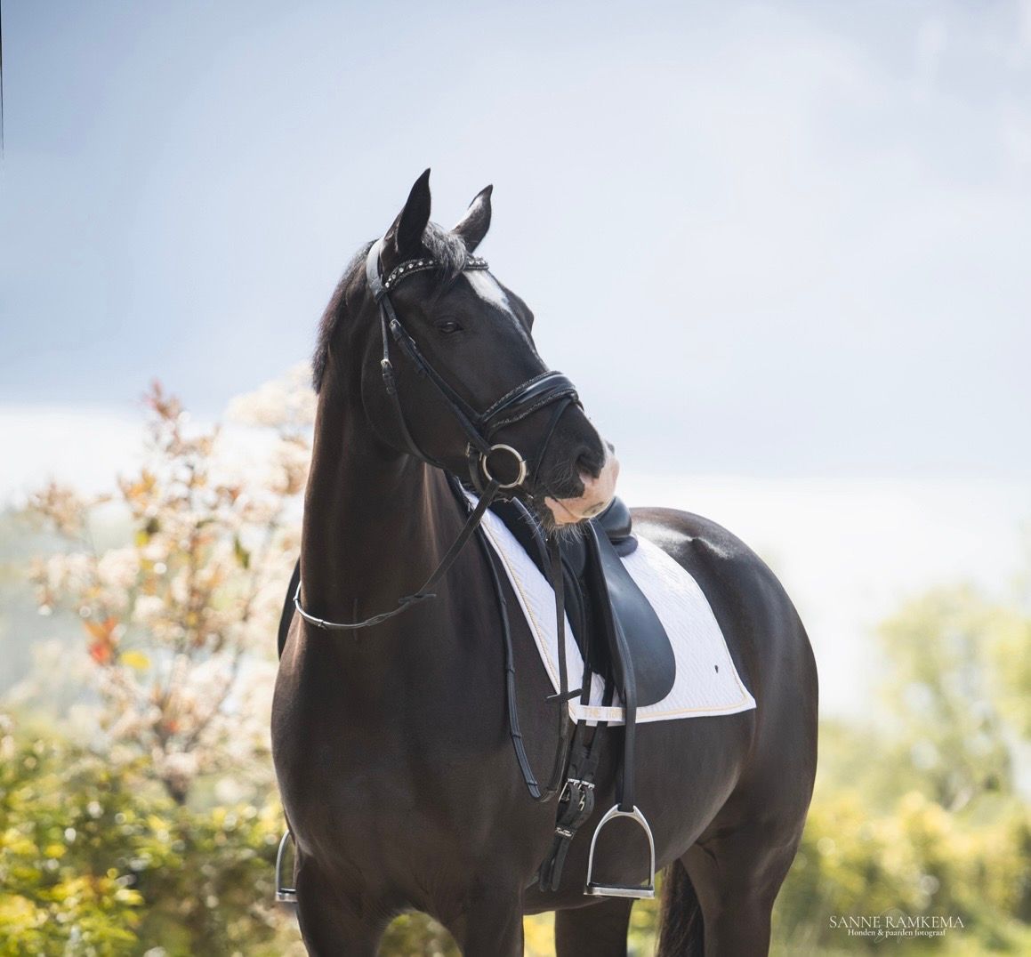 kwpn dressuurpaard merrie 4 jaar zwart te koop - Foto 5