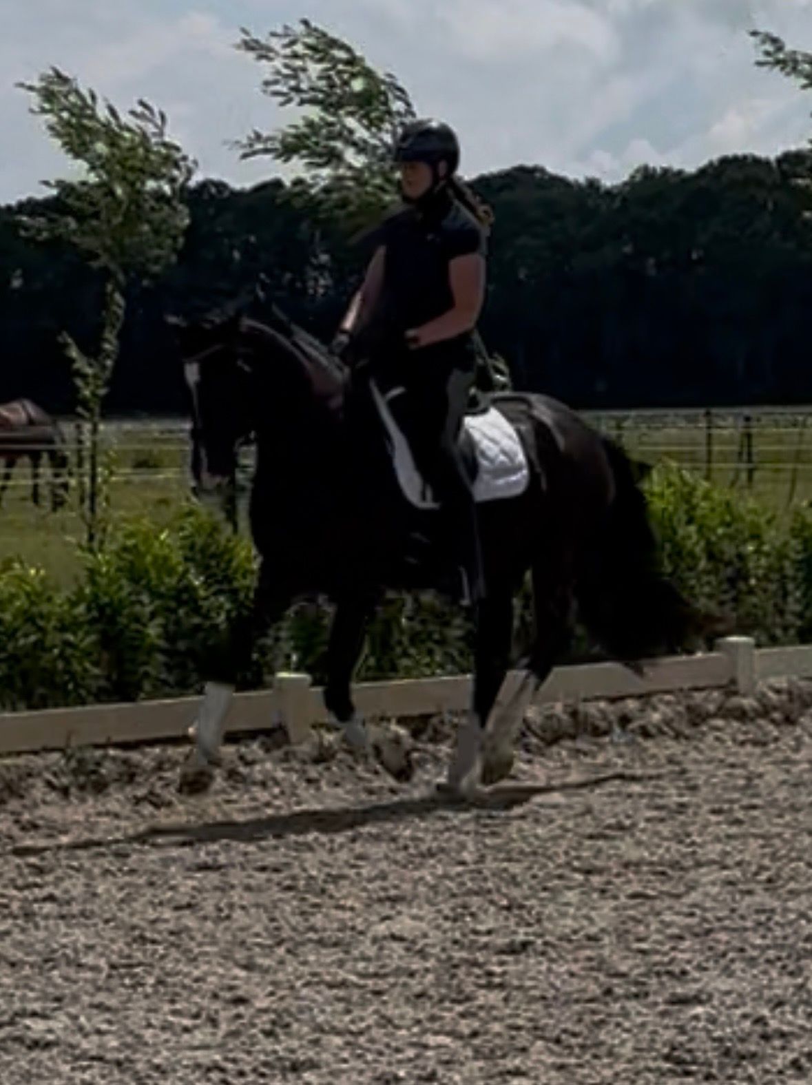 kwpn dressuurpaard merrie 4 jaar zwart te koop - Foto 6
