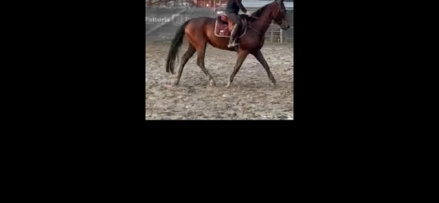 splendida cavalla di 5 anni da linee di sangue superiori