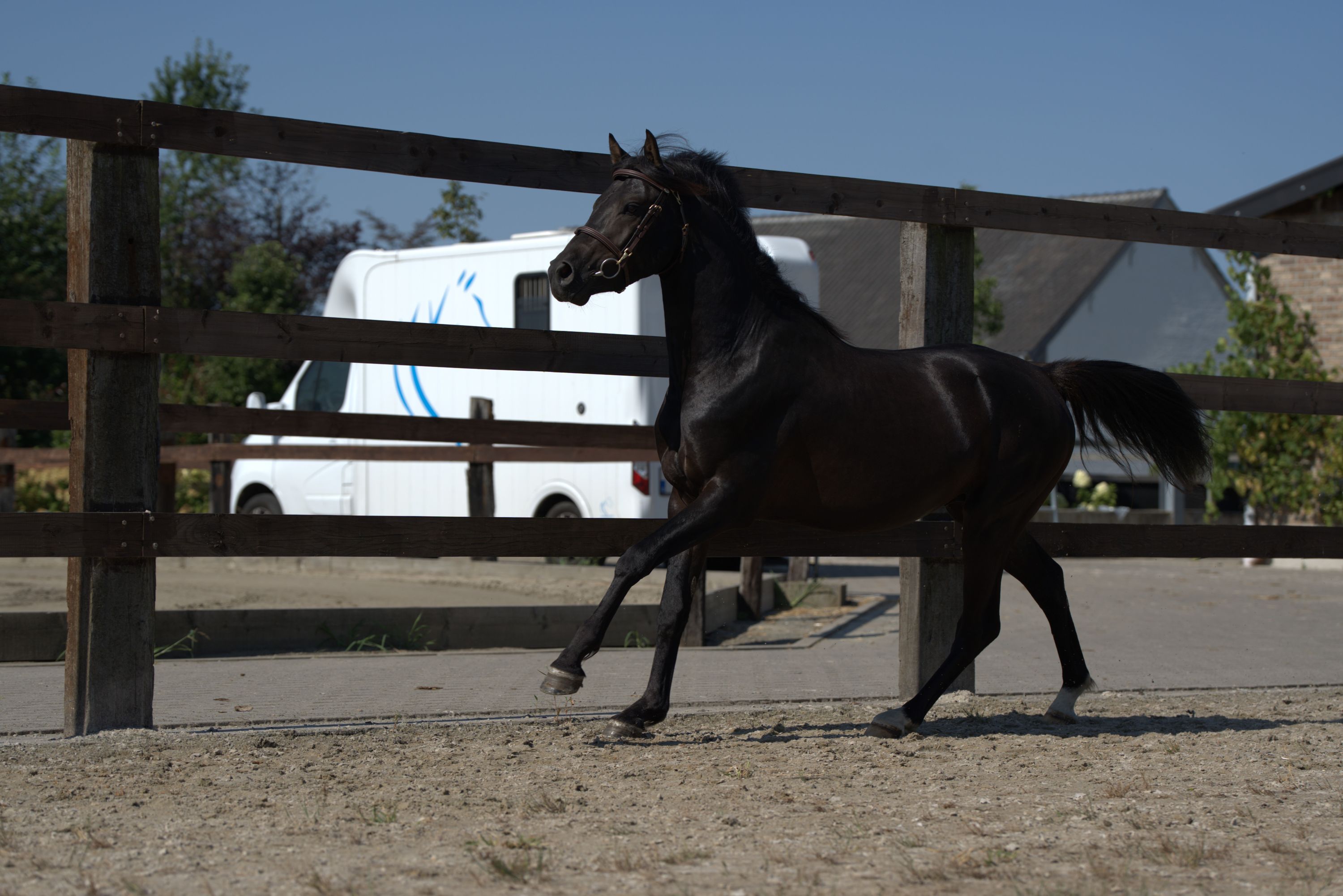 bwp allround-pony hengst 3 years old zwart for sale - Photo 3